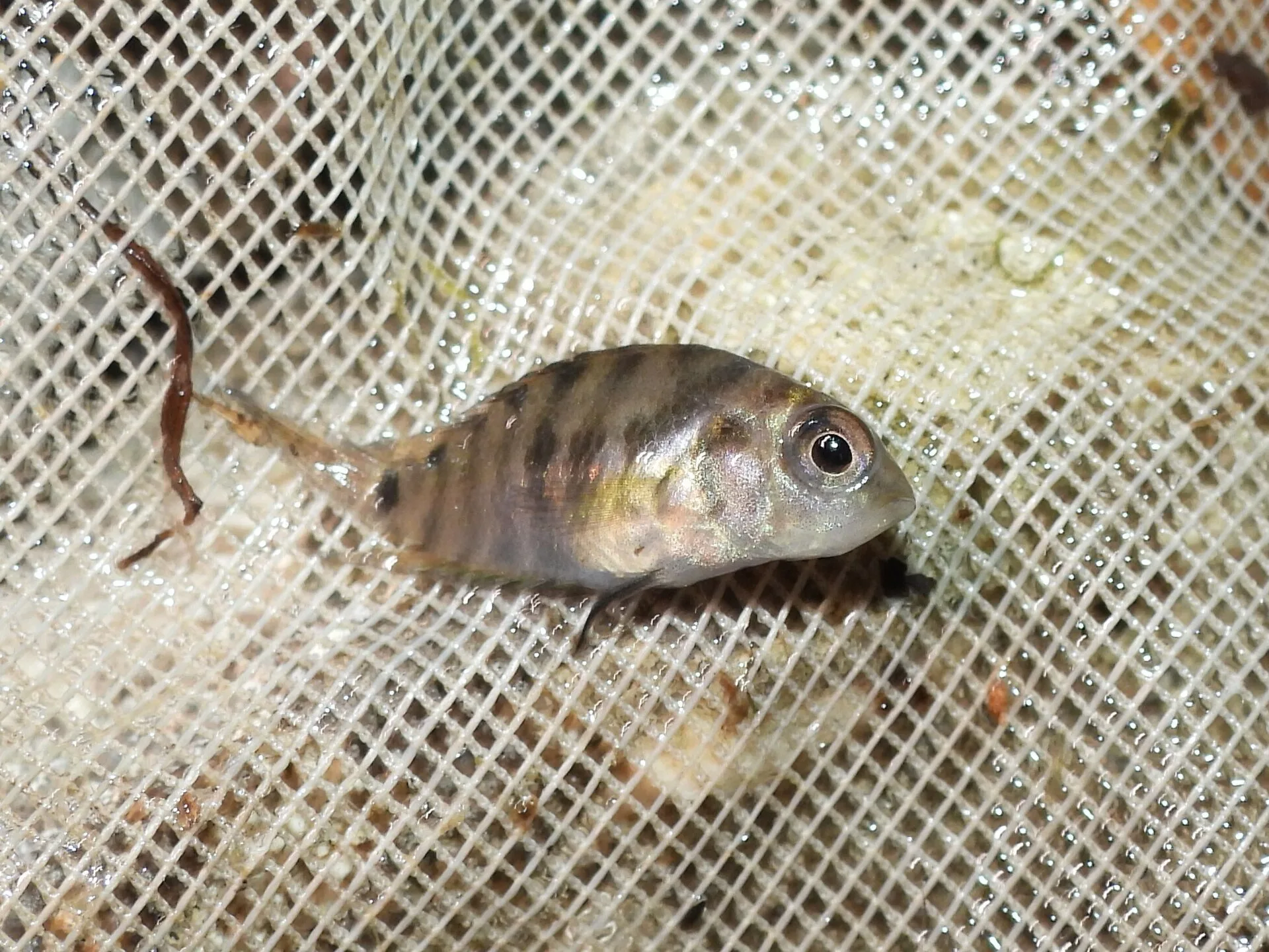 Convict Cichlid (Amatitlania nigrofasciata)
