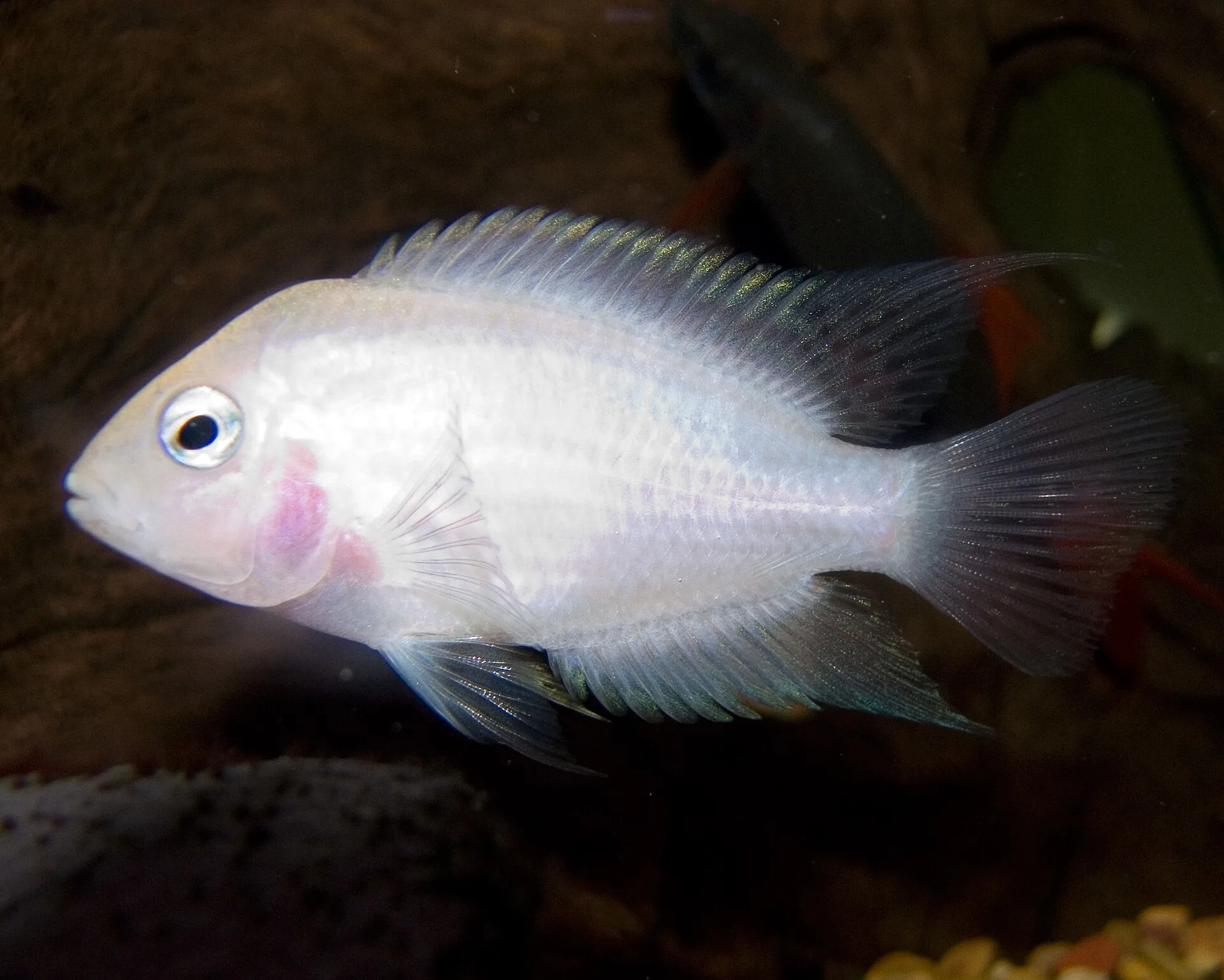 Convict Cichlid in a freshwater aquarium