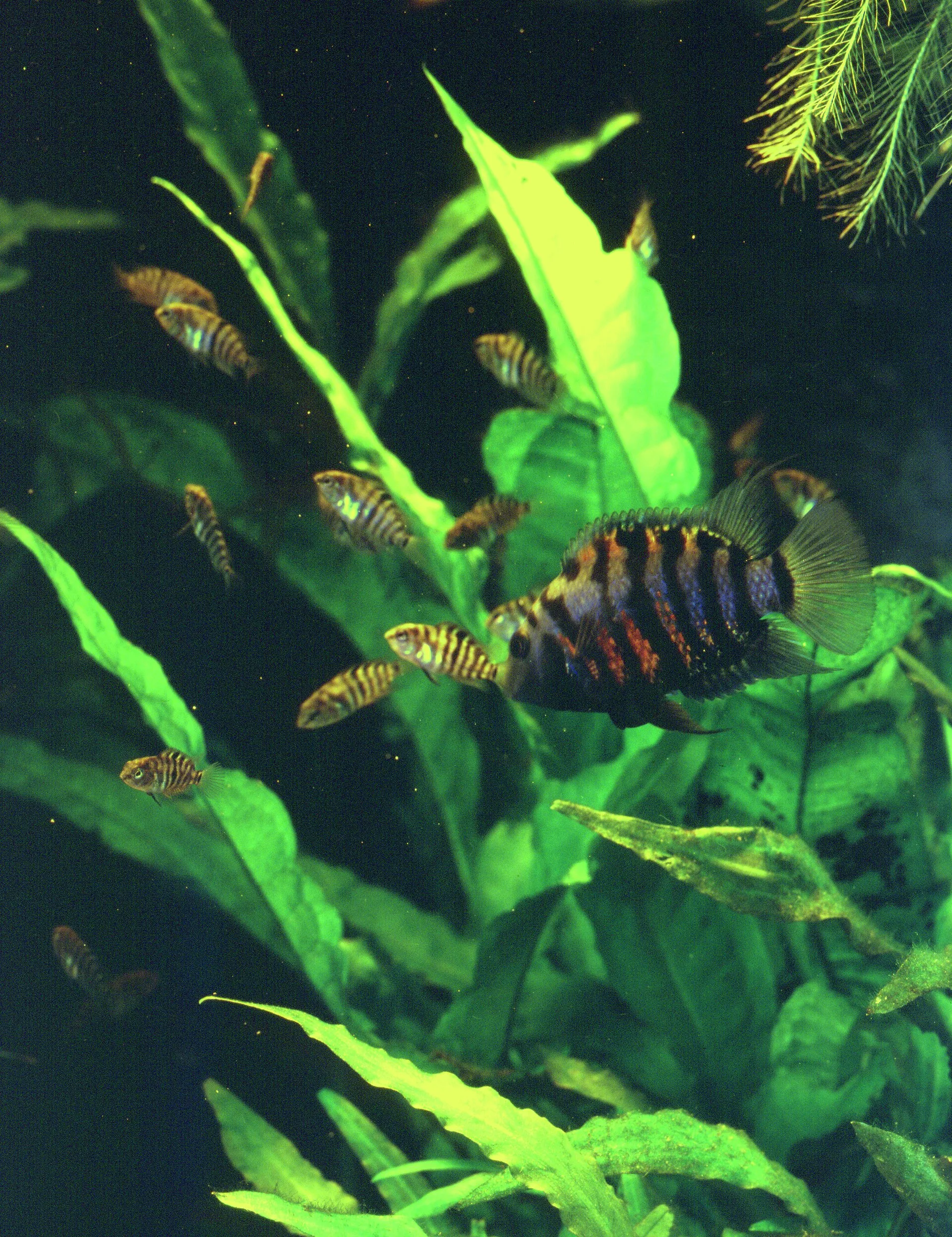 Close view of Convict Cichlid (Amatitlania nigrofasciata)