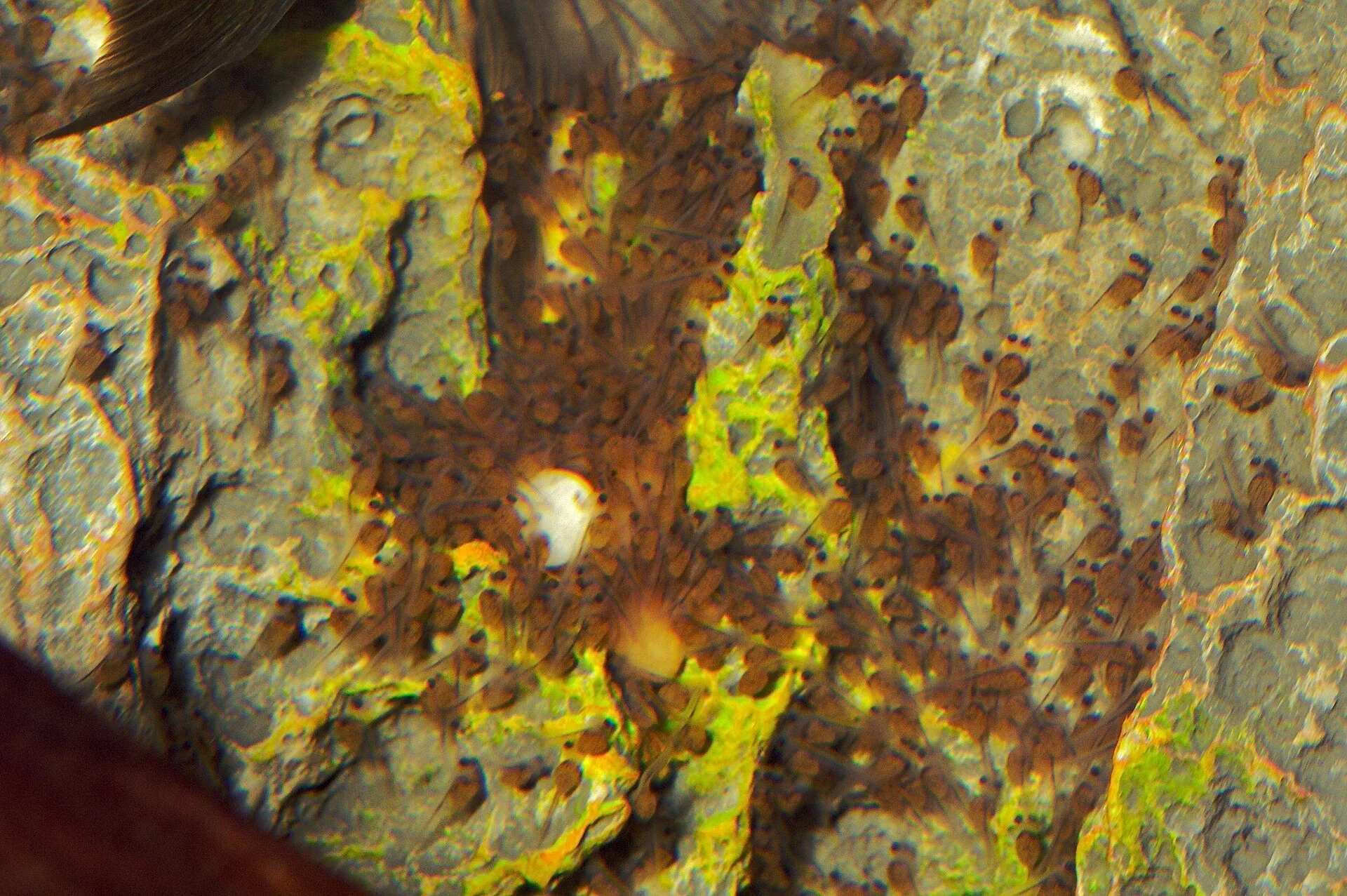 Convict Cichlid showing natural colour and shape