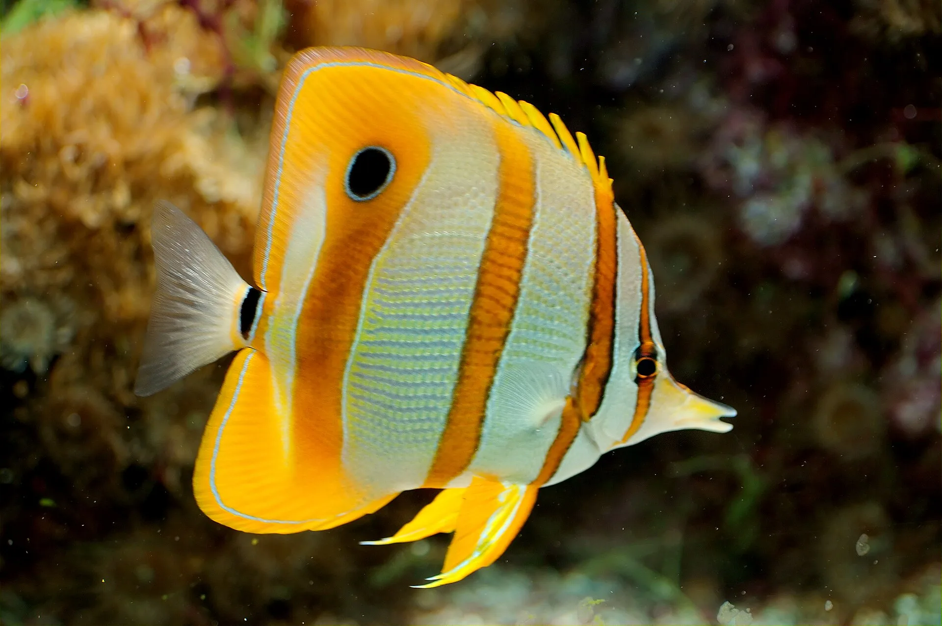 Copperband Butterflyfish aquarium photo