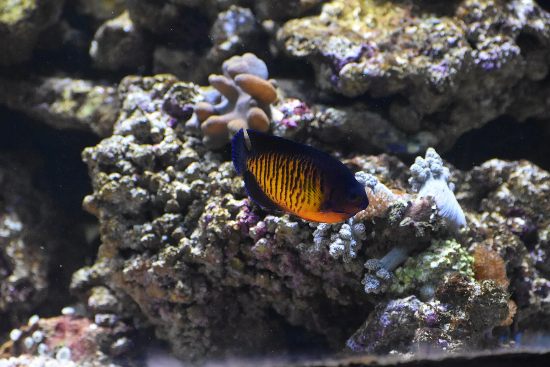 Coral Beauty Angelfish aquarium photo