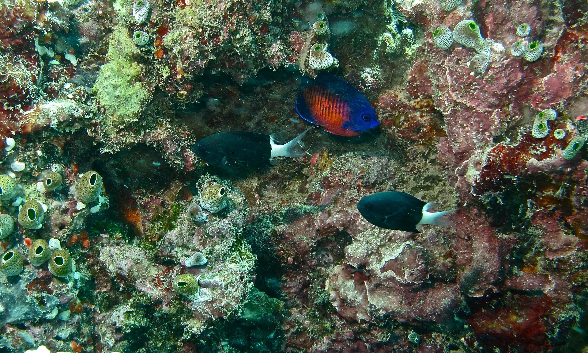Coral Beauty Angelfish aquarium photo