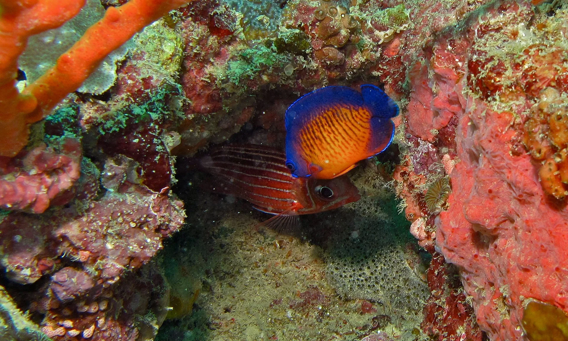 Coral Beauty Angelfish aquarium photo