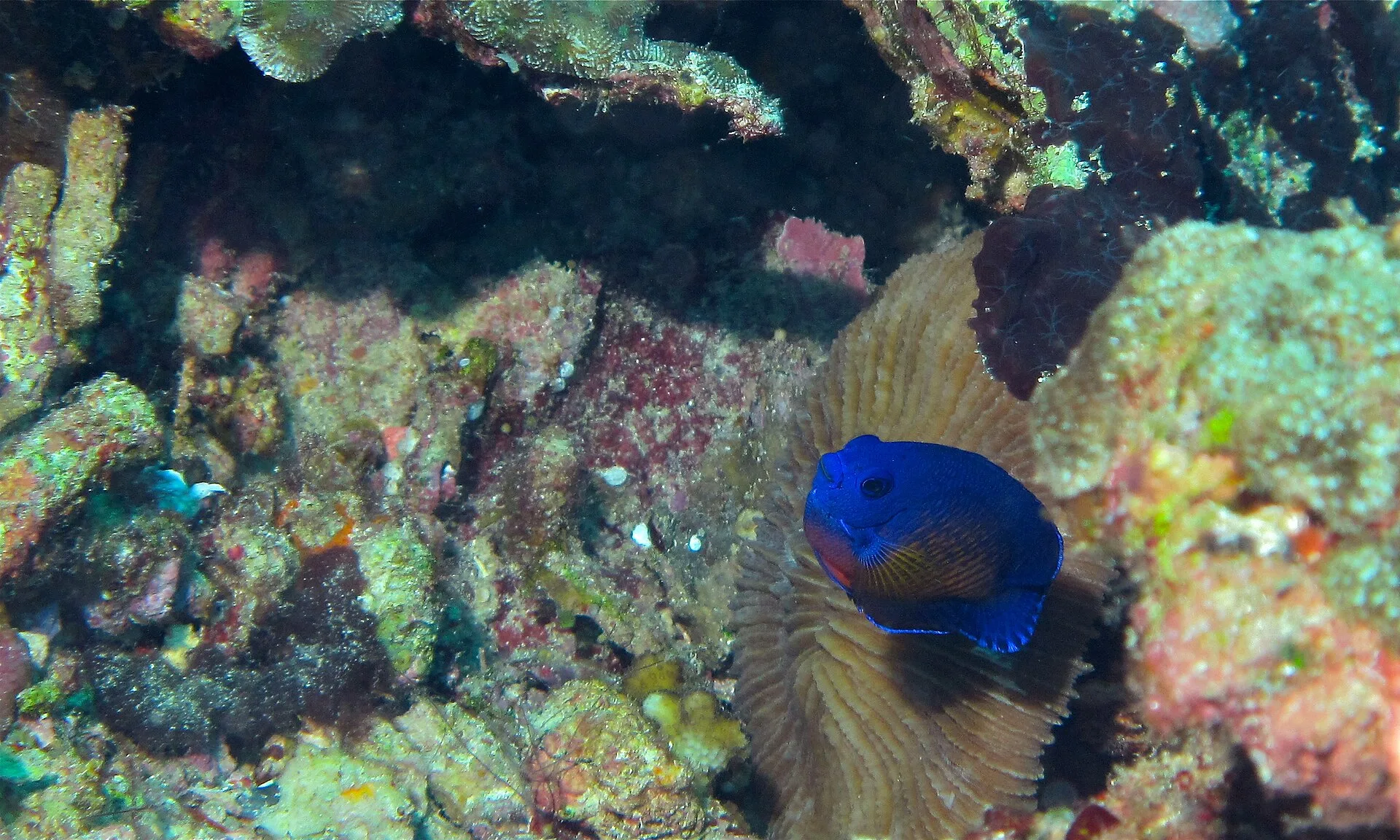 Coral Beauty Angelfish (Centropyge bispinosa)