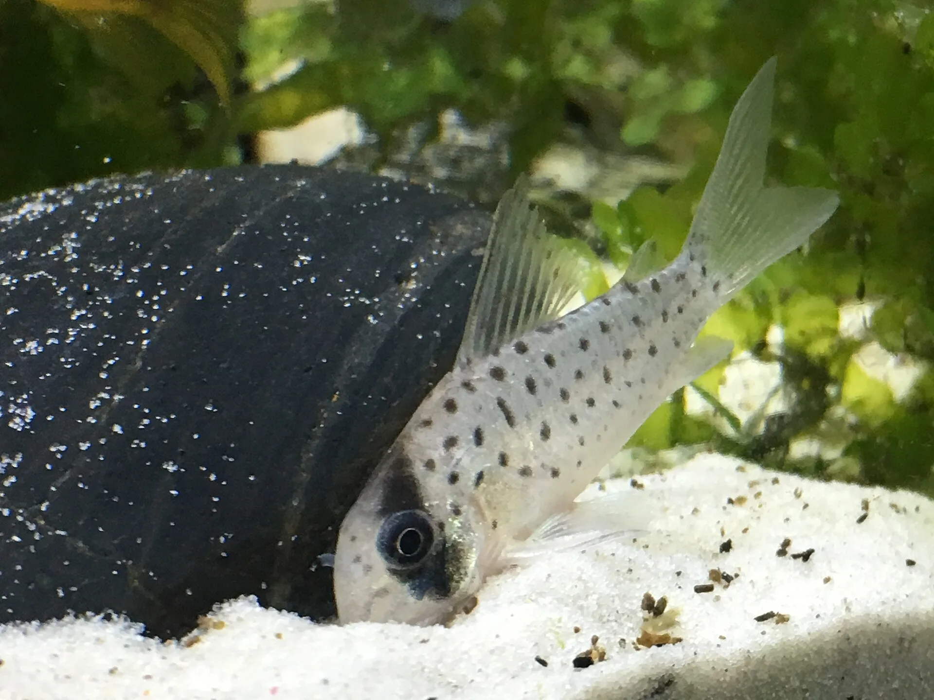 Corydoras Atropersonatus aquarium photo