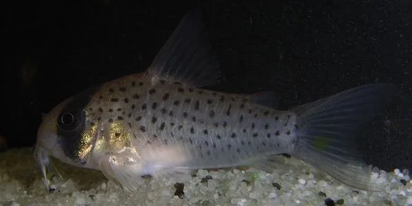 Corydoras Atropersonatus aquarium photo