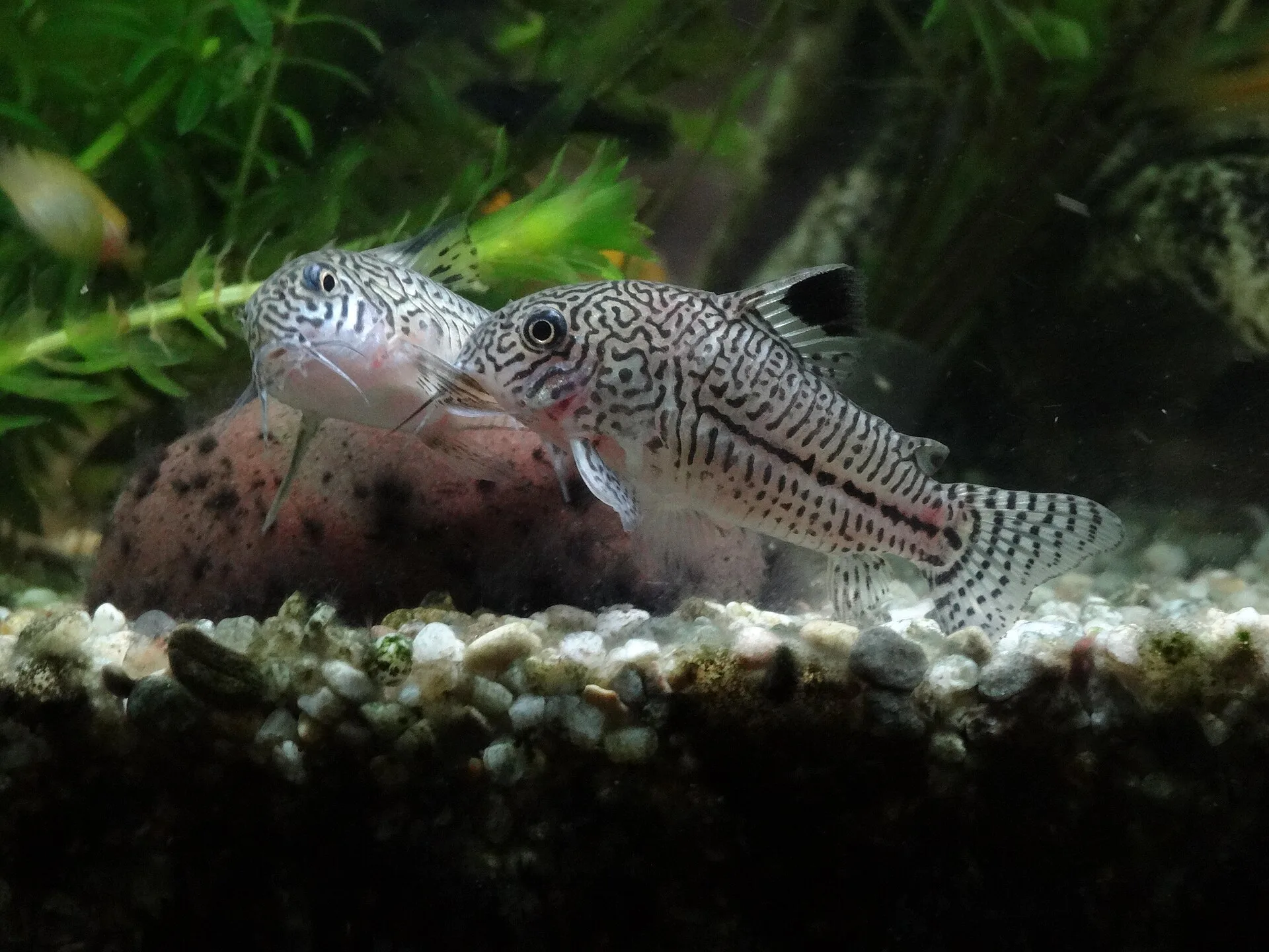 Julii Cory aquarium photo