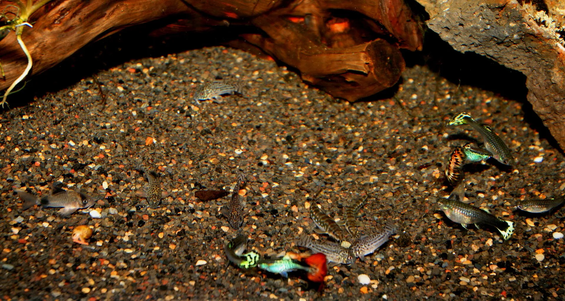 Julii Cory aquarium photo