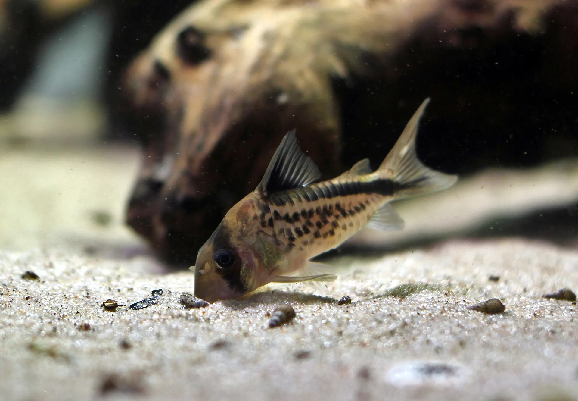 Corydoras loxozonus aquarium photo
