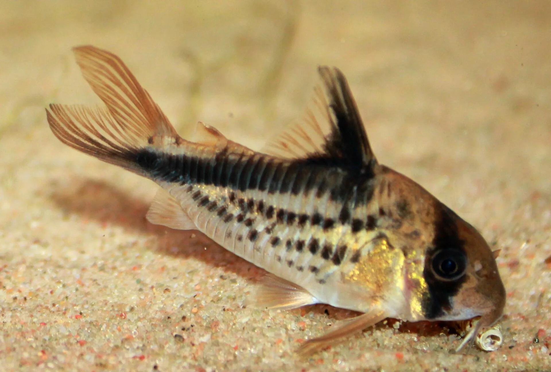 Corydoras loxozonus aquarium photo