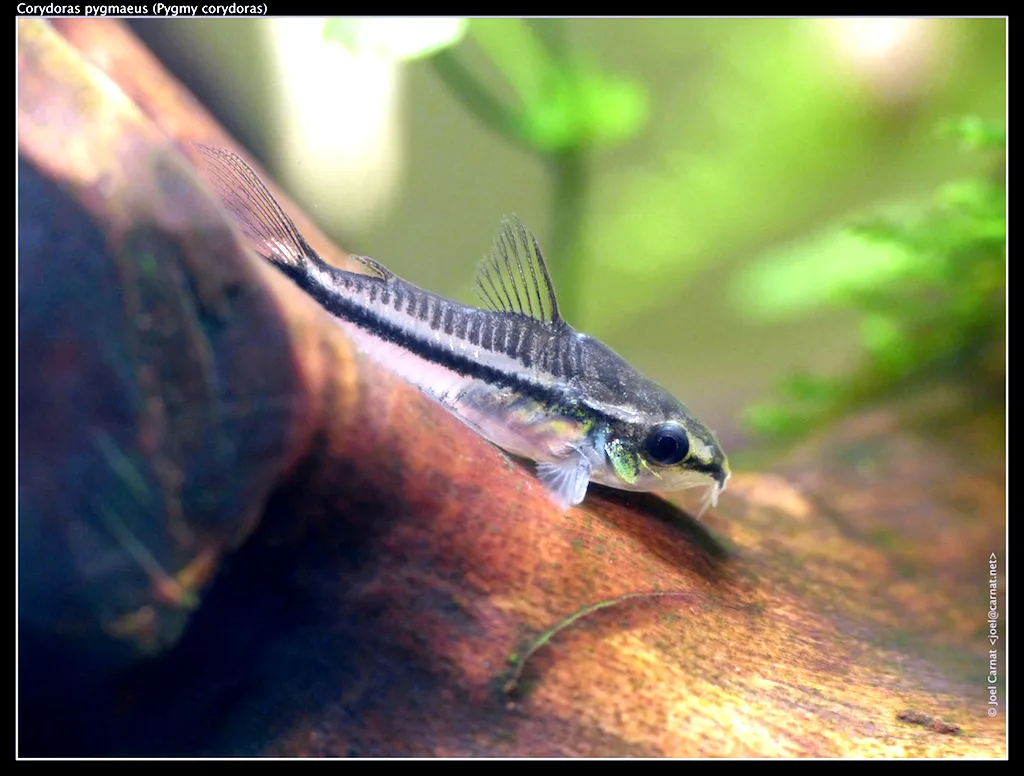 Corydoras Pygmaeus aquarium photo