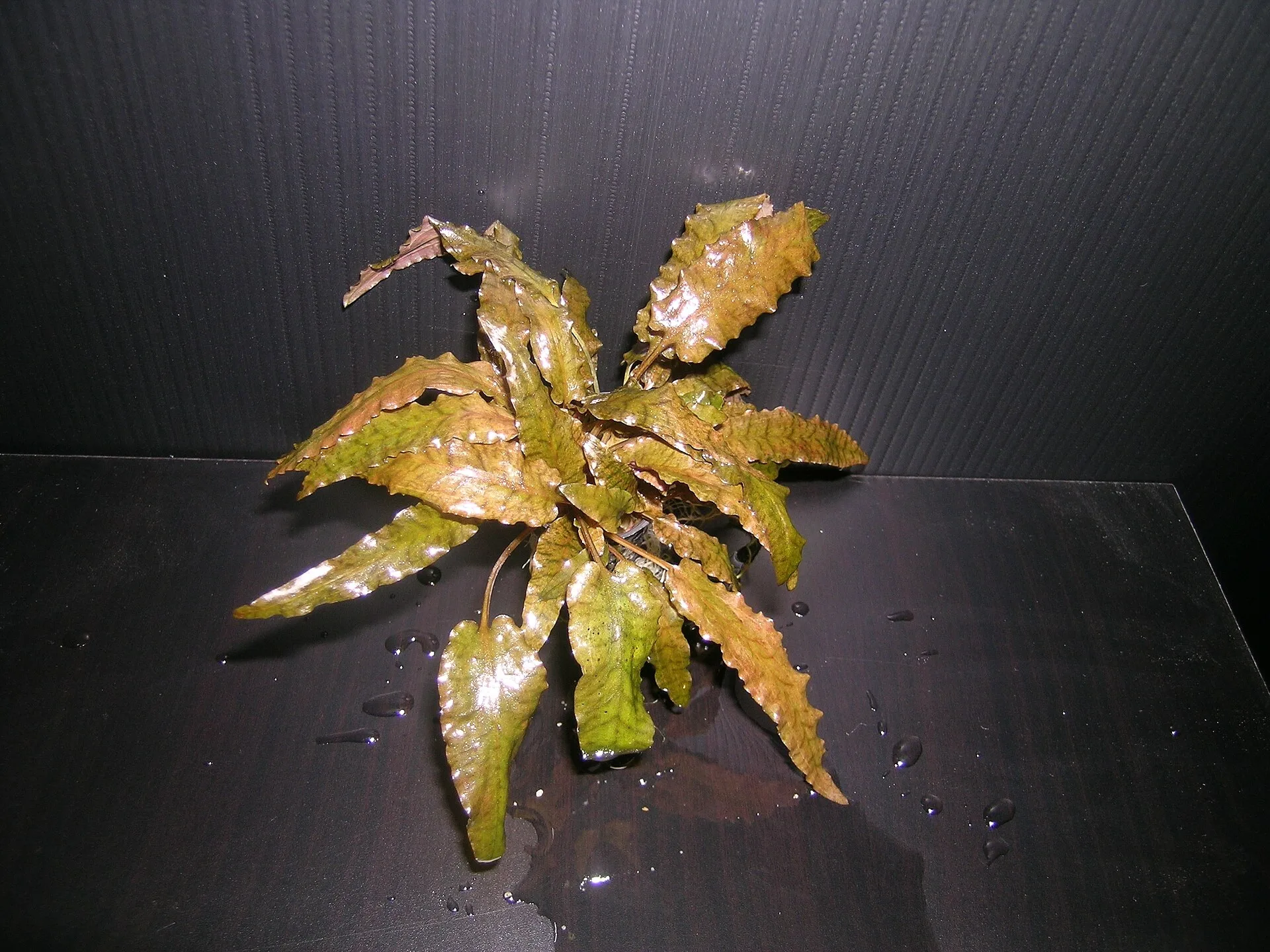 Cryptocoryne parva (Cryptocoryne parva)