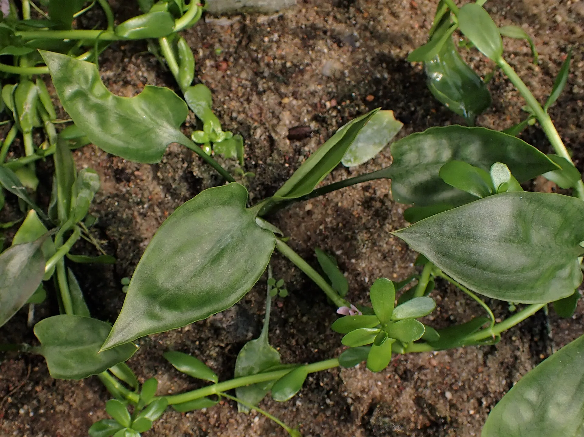 Cryptocoryne pontederiifolia (Cryptocoryne pontederiifolia)