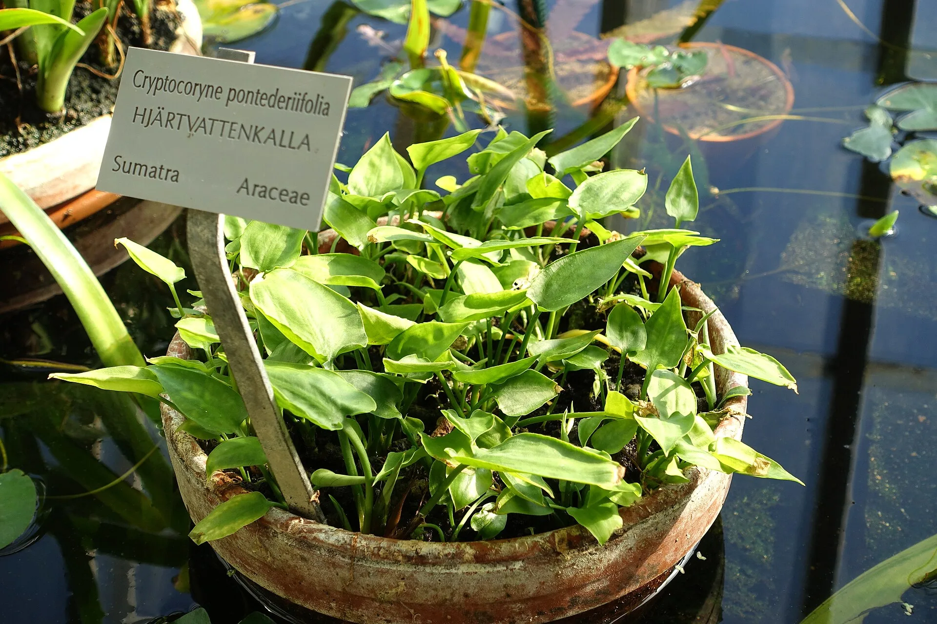 Cryptocoryne pontederiifolia aquarium plant