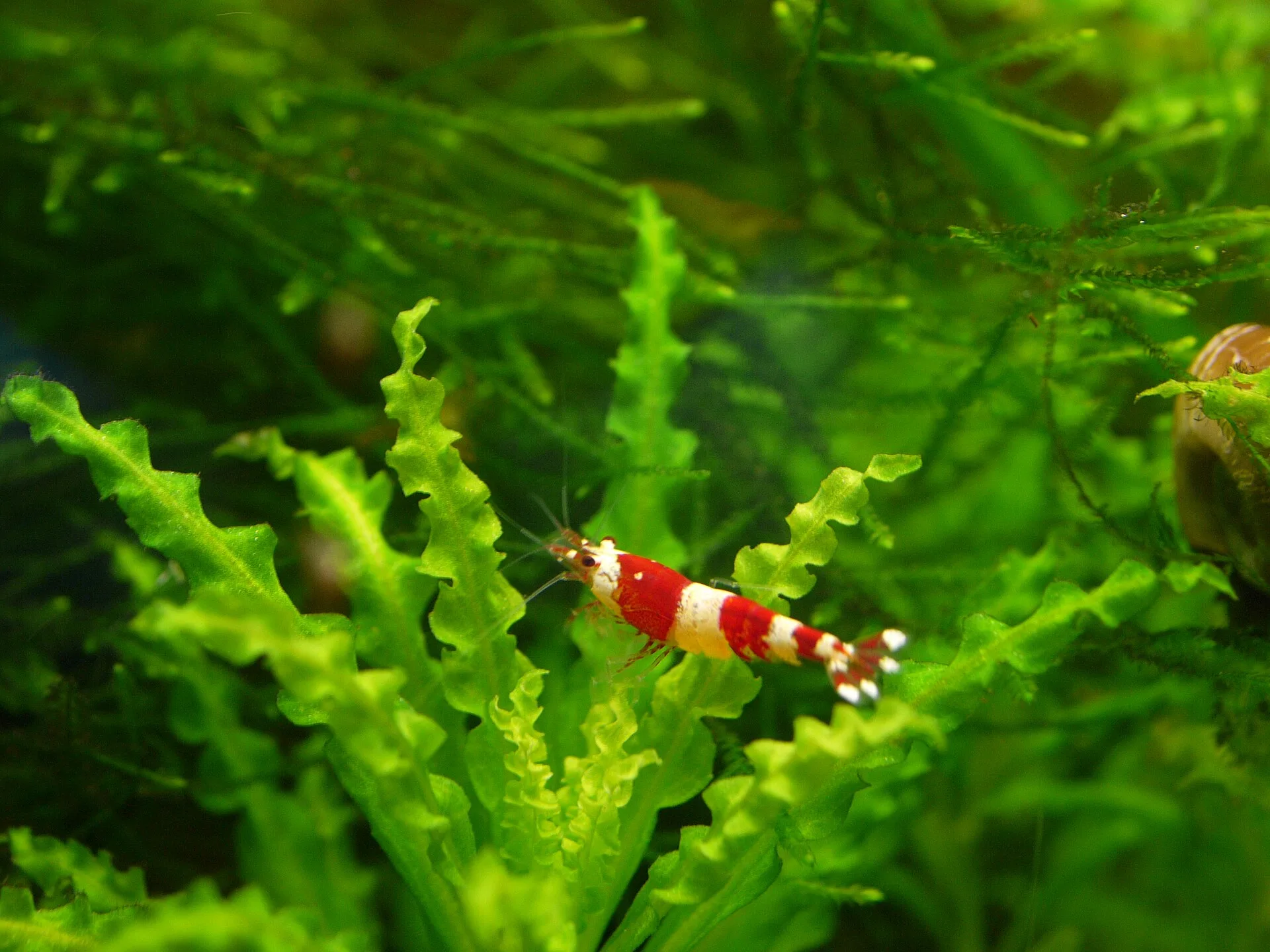 Crystal Red Shrimp (Caridina cantonensis)