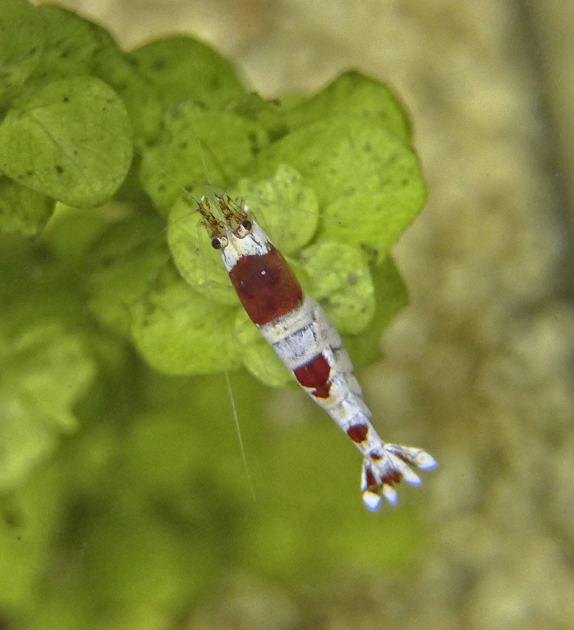 Crystal Red Shrimp in a freshwater aquarium