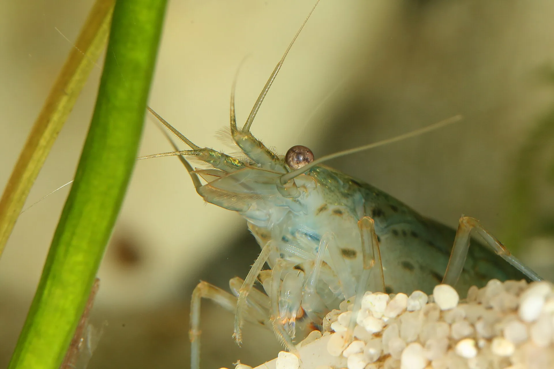 Close-up of Crystal Red Shrimp