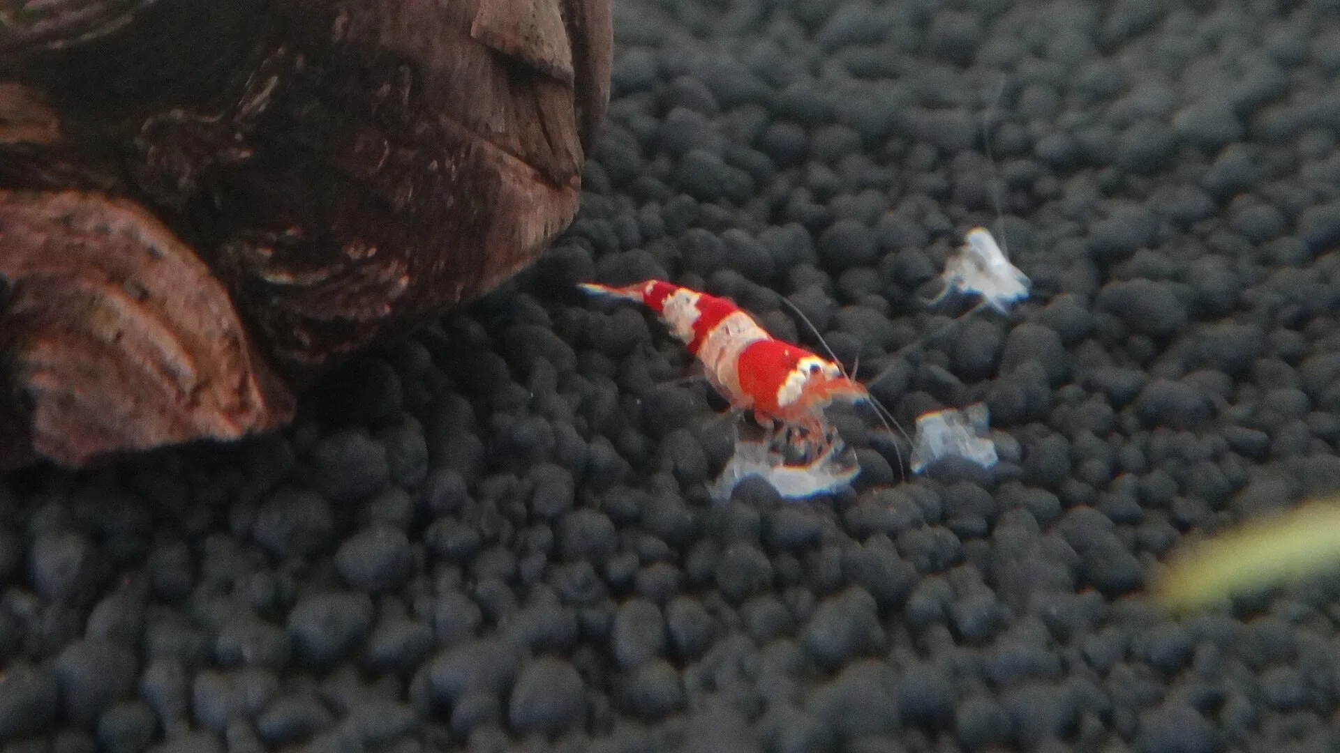 Crystal Red Shrimp behaviour and natural posture