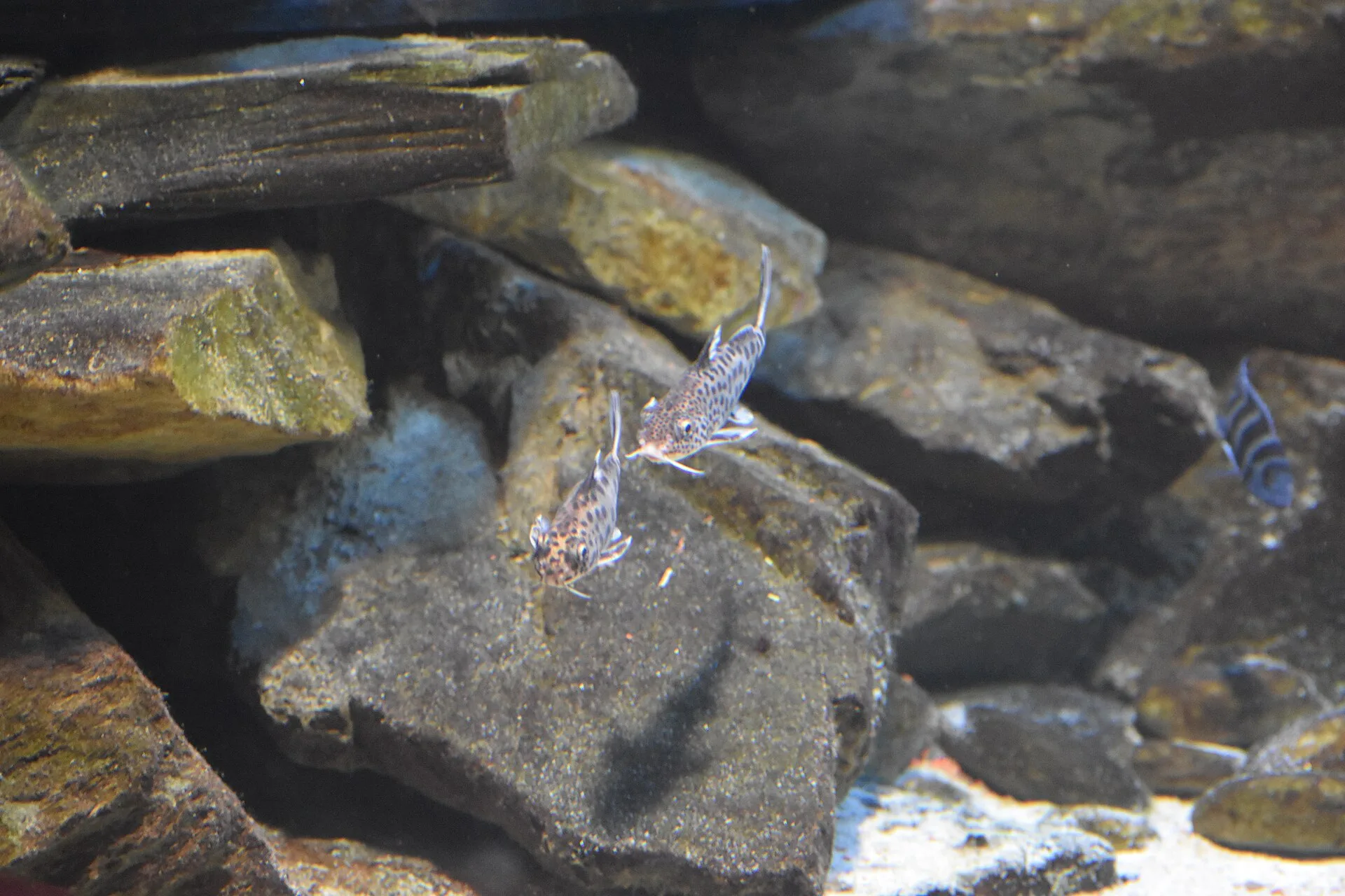Cuckoo Catfish aquarium photo