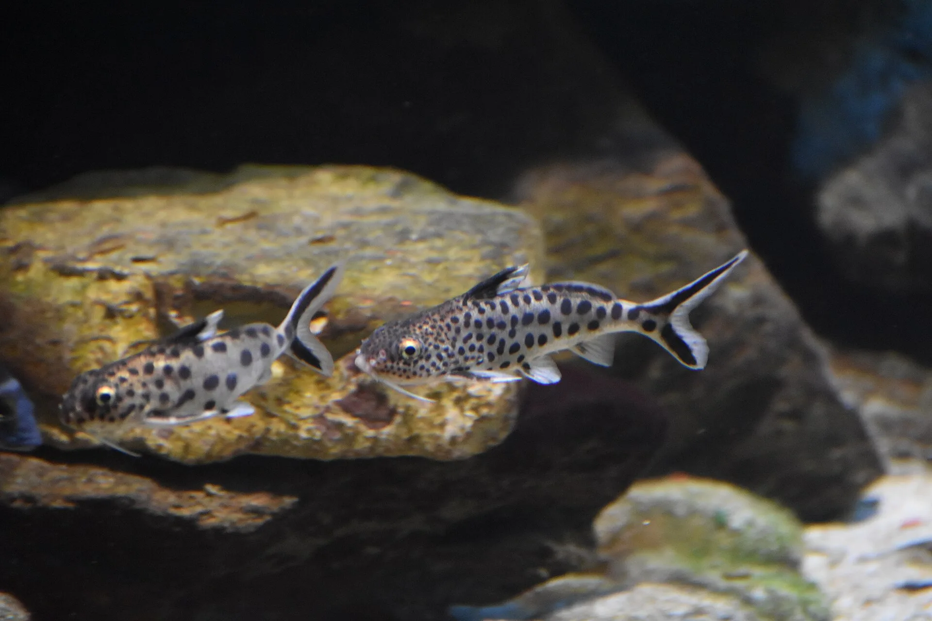 Cuckoo Catfish aquarium photo
