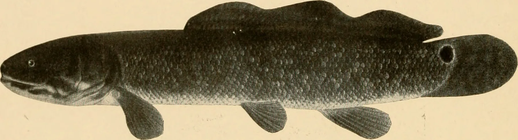 Culturing Infusoria for Fry