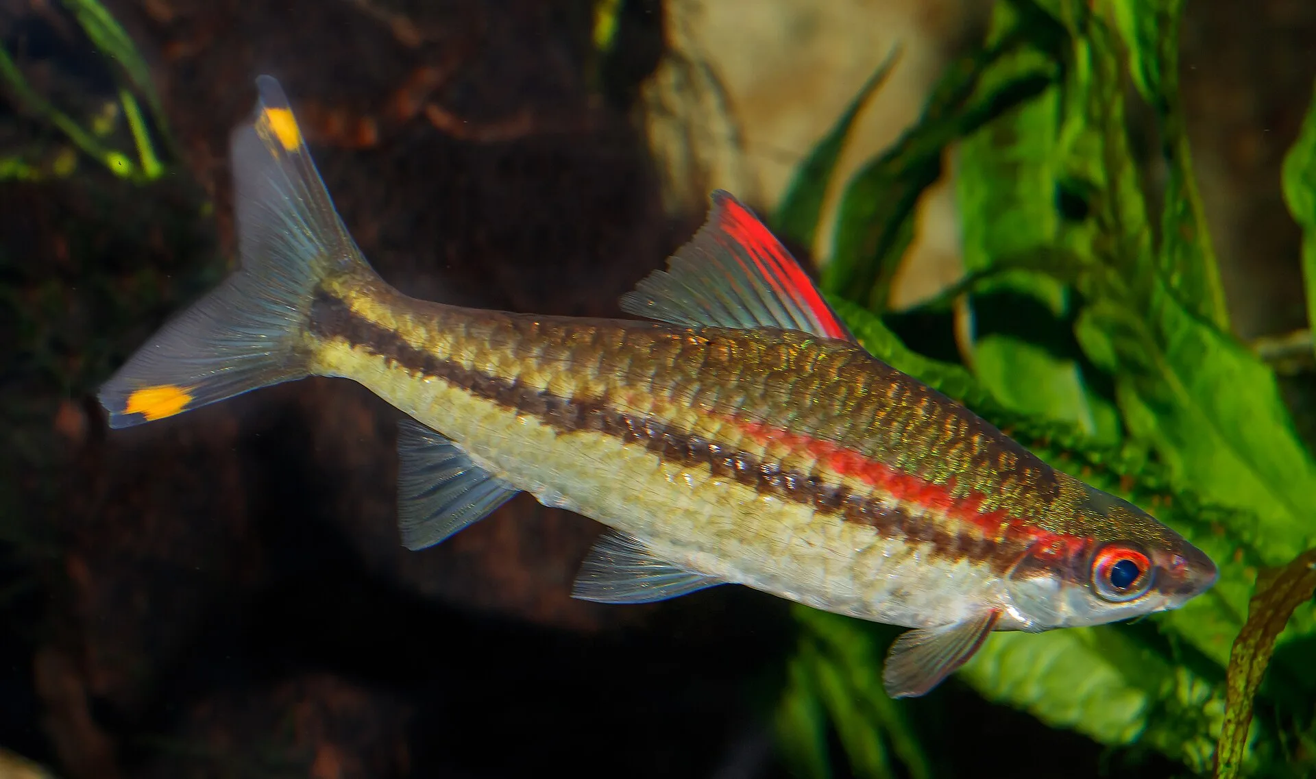 Denison Barb aquarium photo
