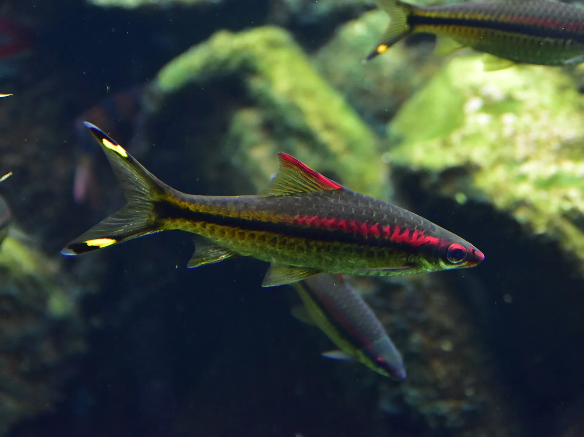Denison Barb aquarium photo
