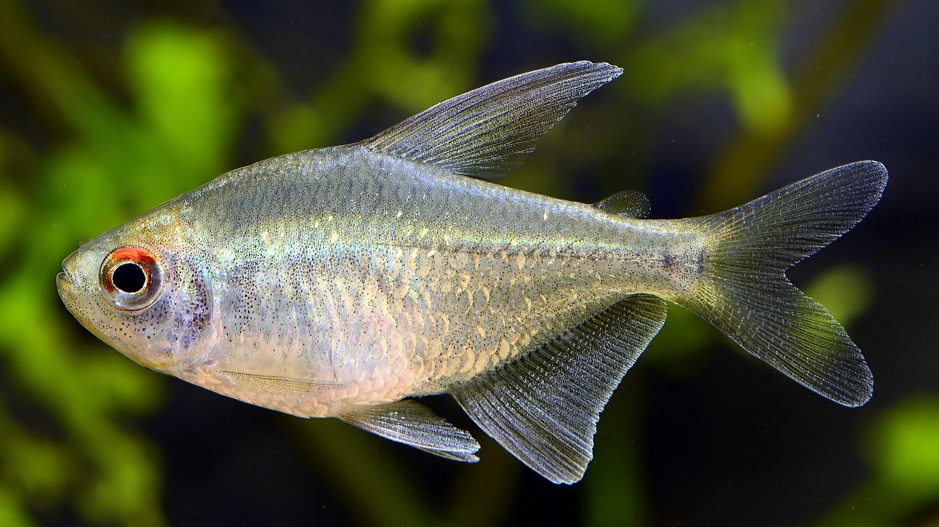 Diamond Tetra aquarium photo