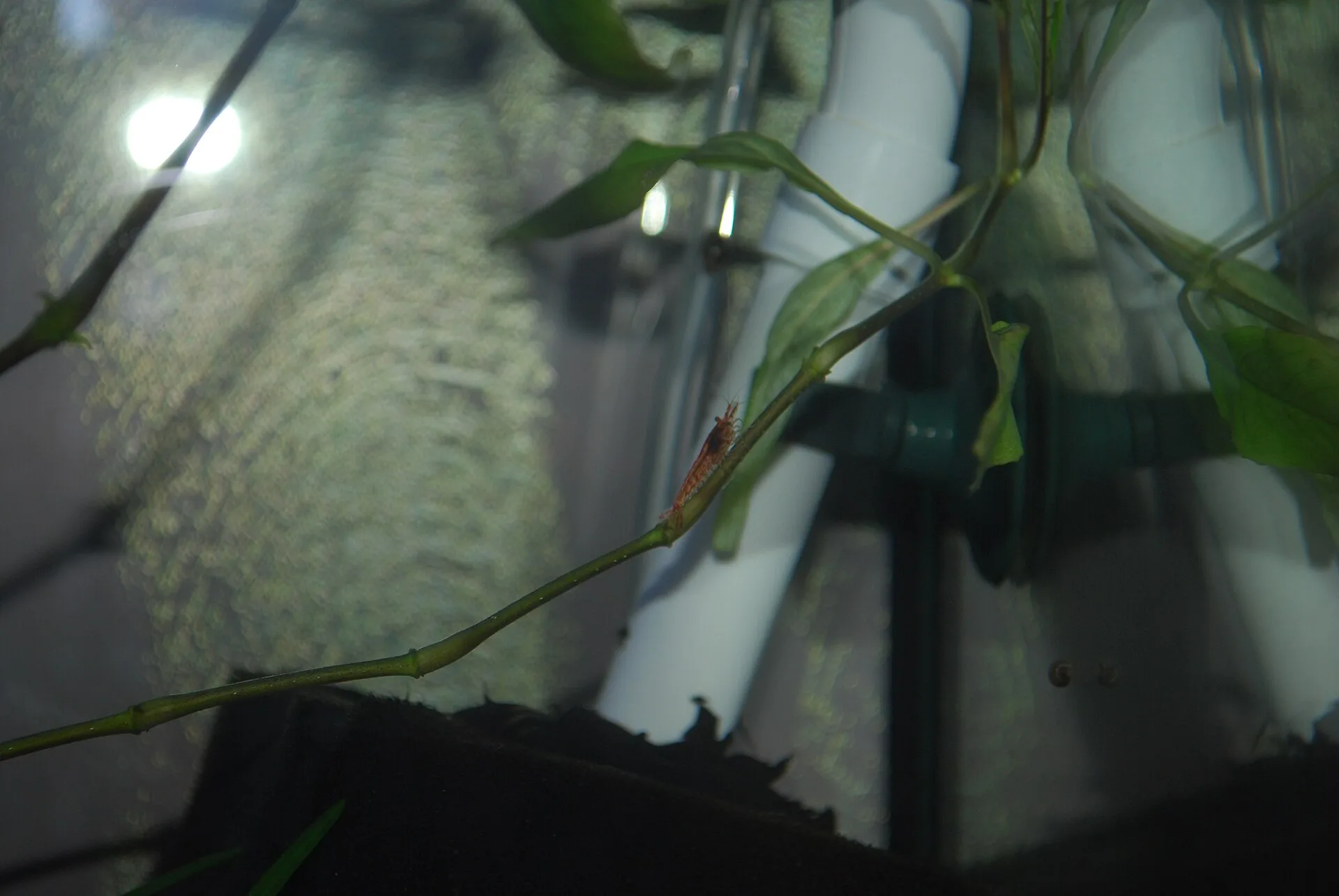 Drip Acclimation: How to Acclimate New Fish and Shrimp