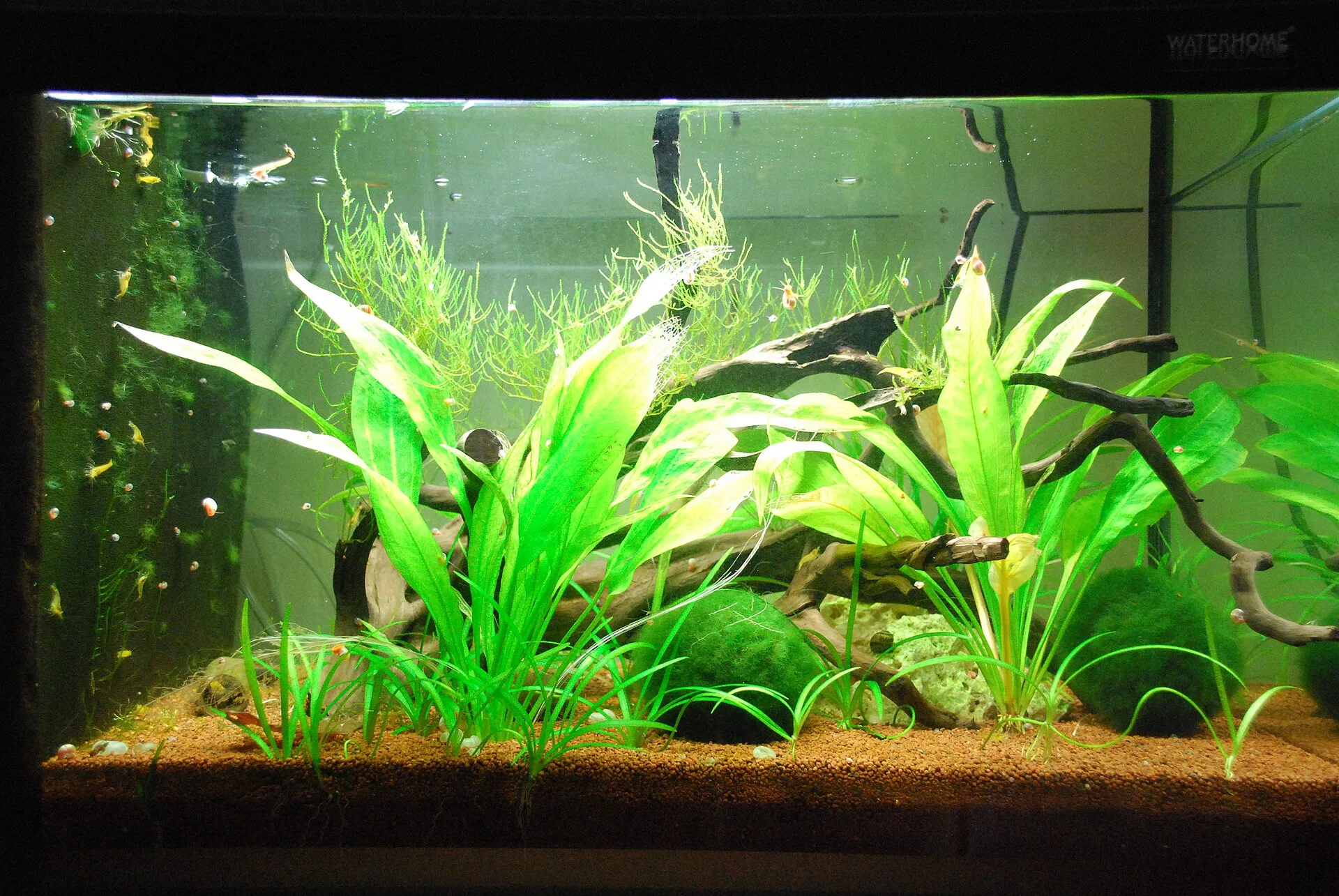 Sensitive aquarium invertebrates that benefit from drip acclimation