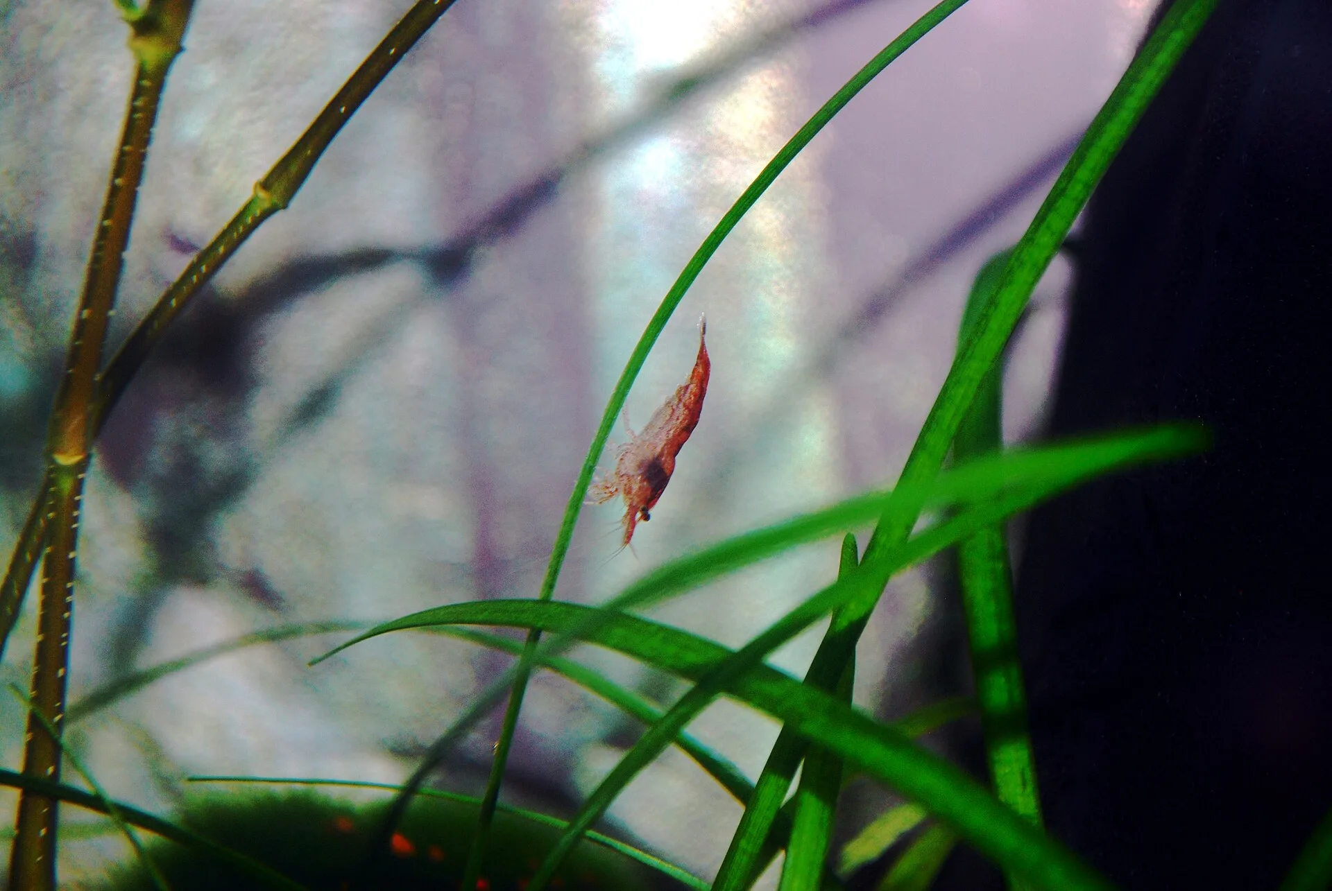 Aquarium livestock that needs careful parameter matching