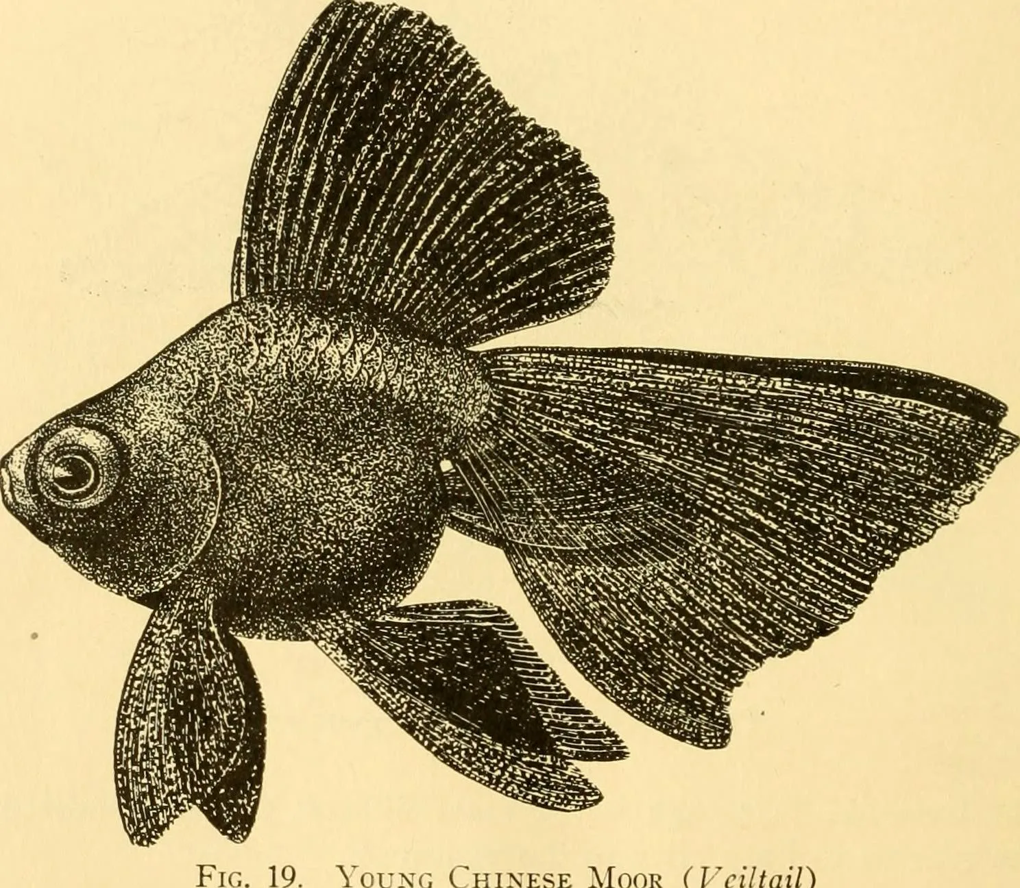 Dropsy — Causes and Care
