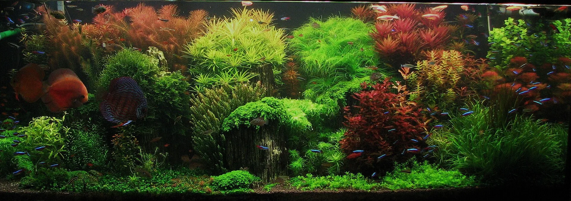Dutch Aquascape Layout Guide