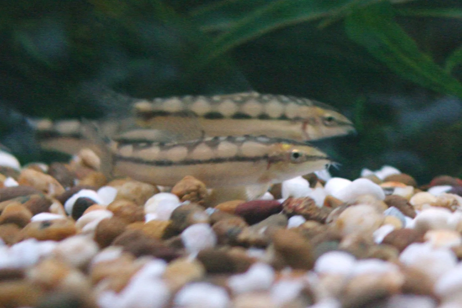 Dwarf Chain Loach in a freshwater aquarium