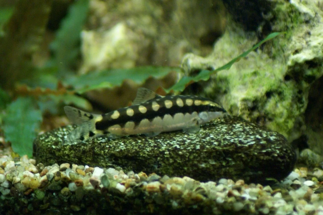 Close view of Dwarf Chain Loach (Ambastaia sidthimunki)