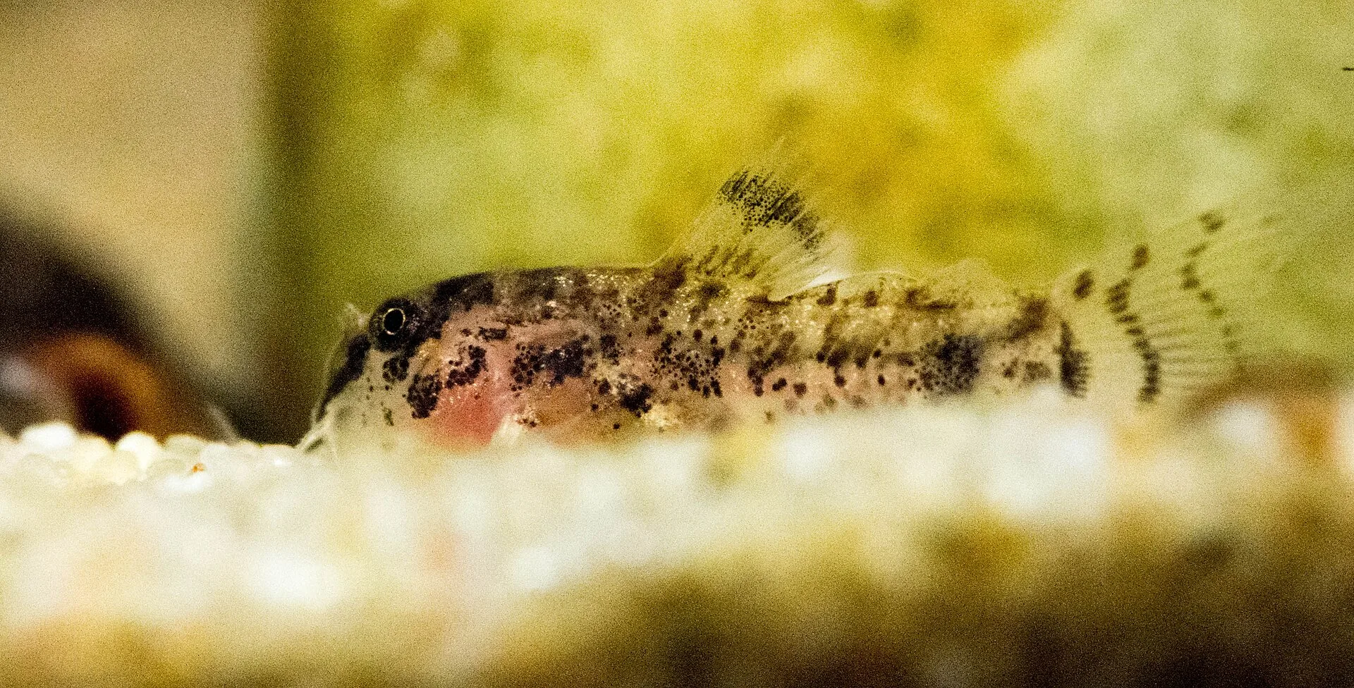 Dwarf Cory (Corydoras habrosus)