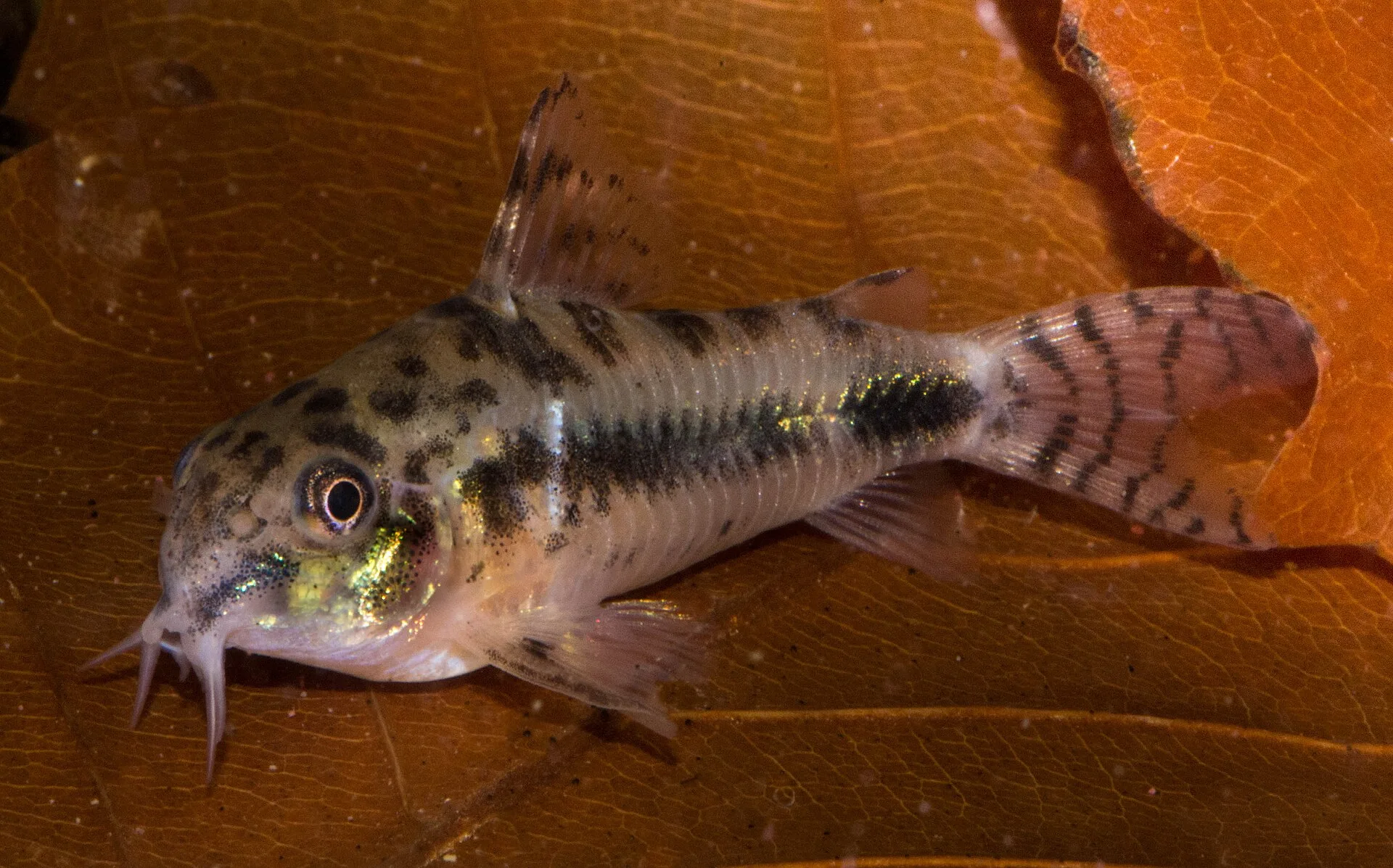 Dwarf Cory in a freshwater aquarium