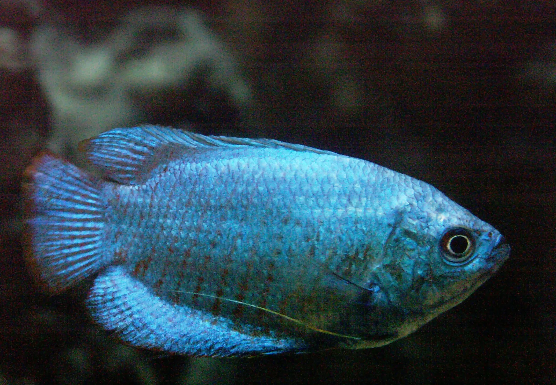 Dwarf Gourami aquarium photo