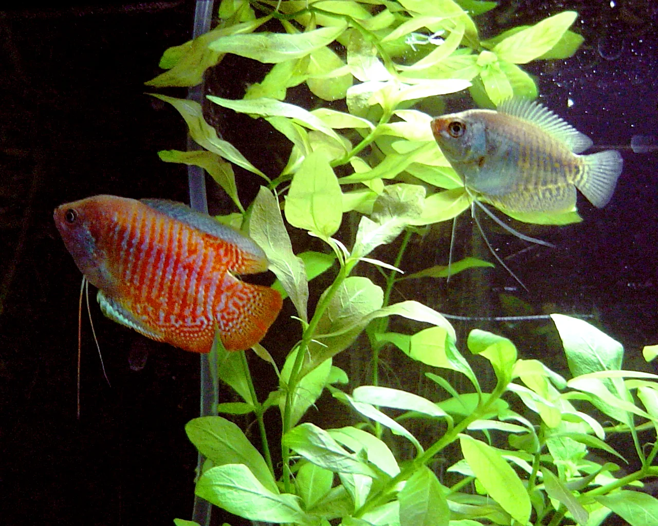 Dwarf Gourami aquarium photo