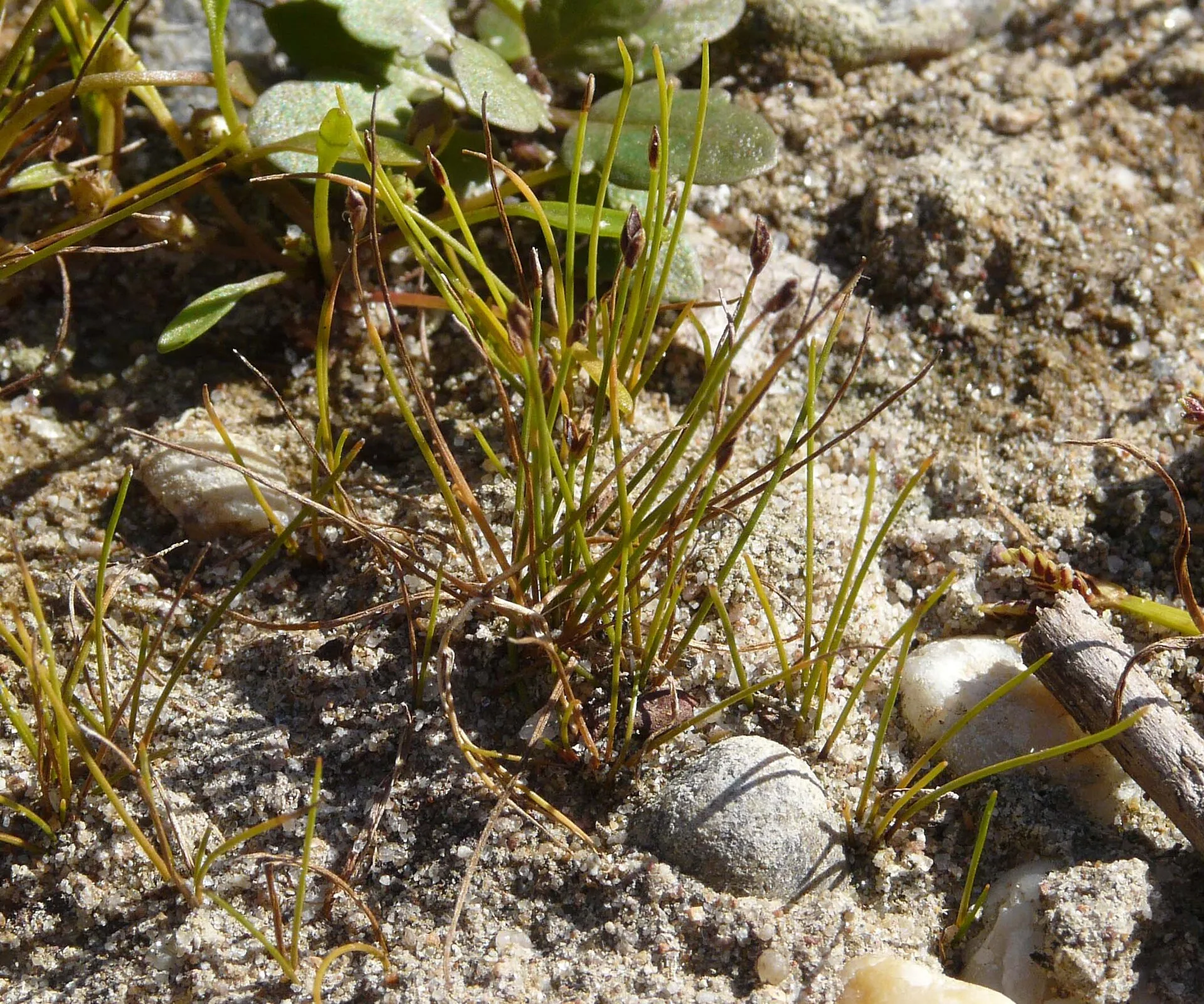 Dwarf Hairgrass (Eleocharis acicularis)