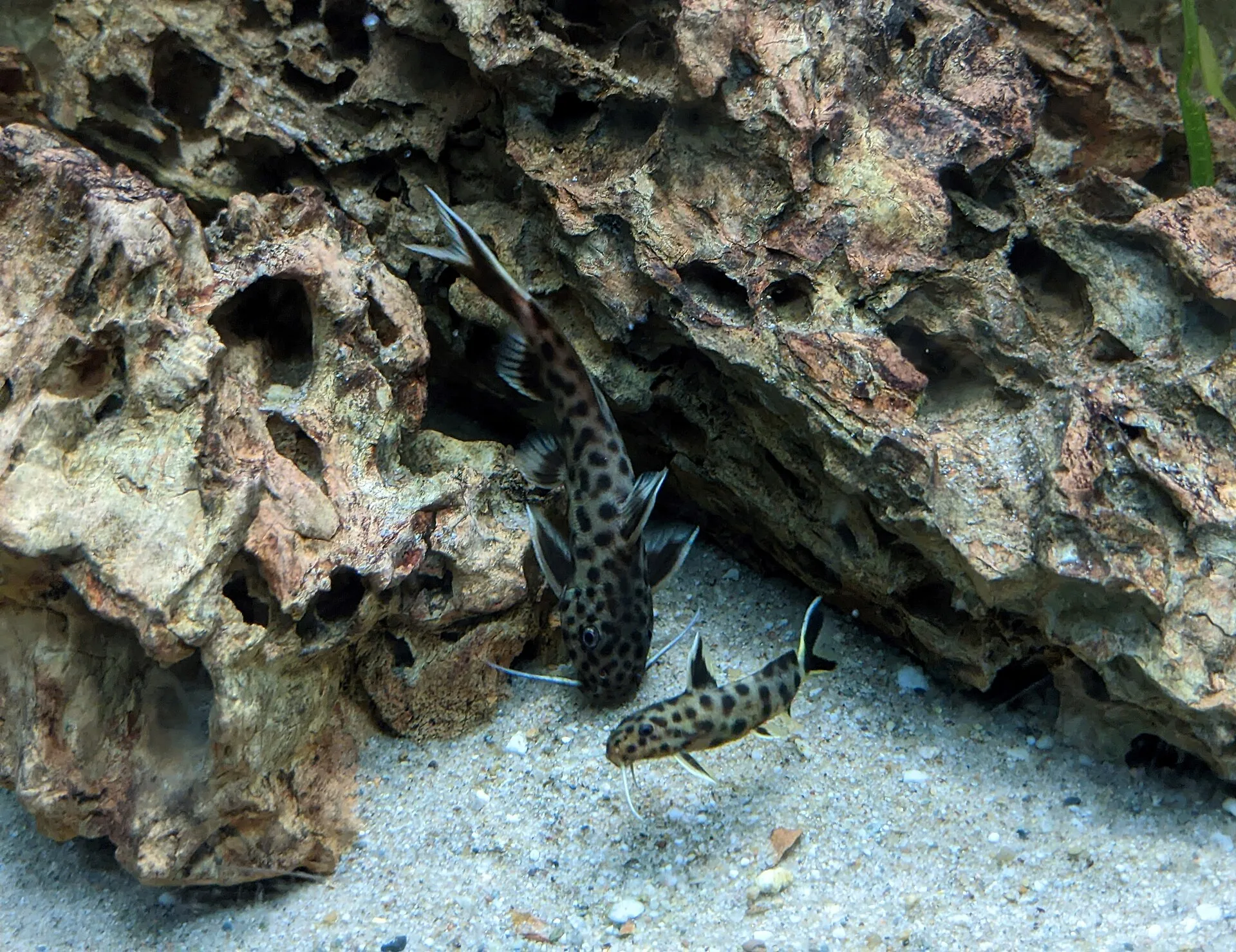 Dwarf Petricola Catfish aquarium photo