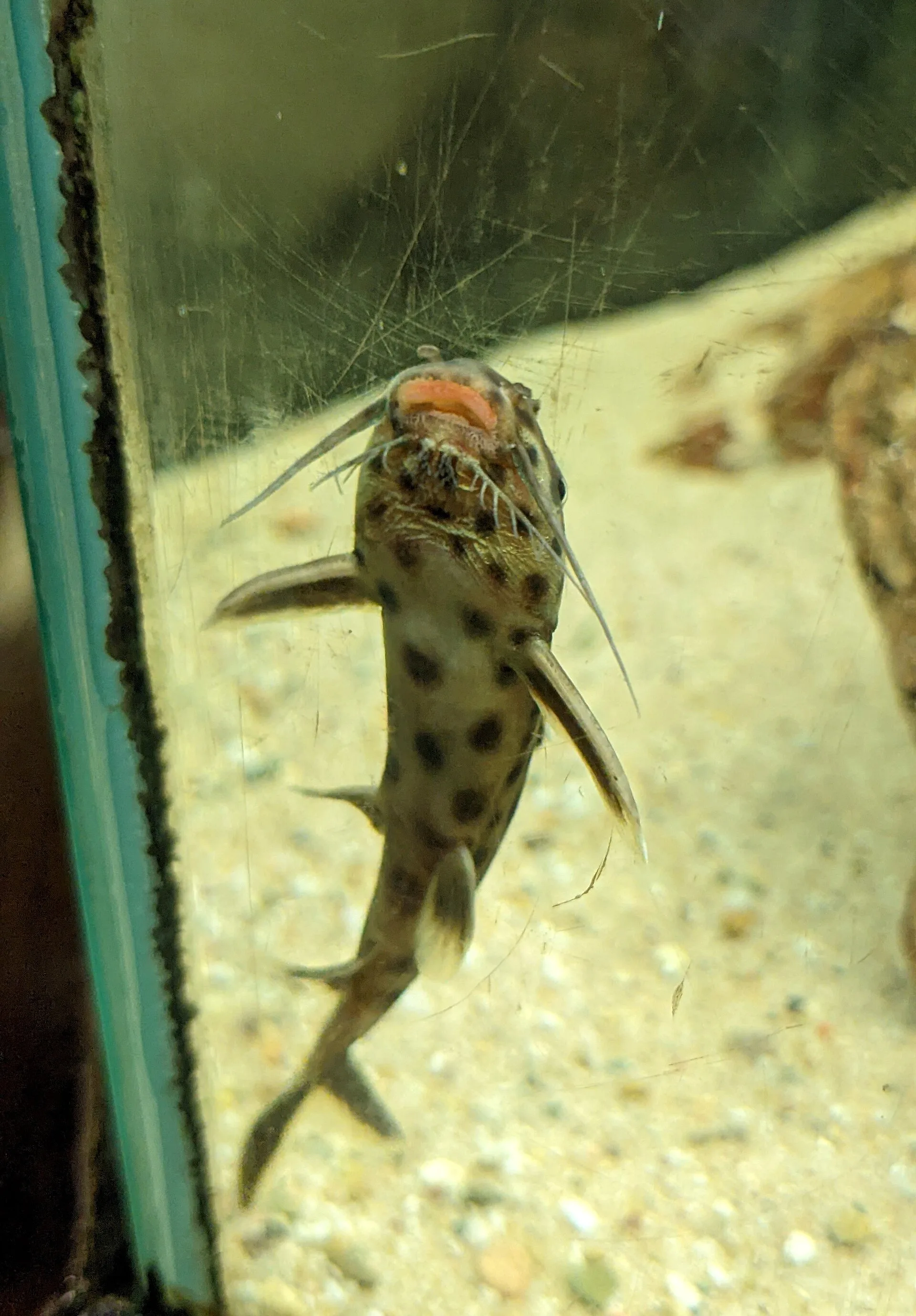 Dwarf Petricola Catfish aquarium photo