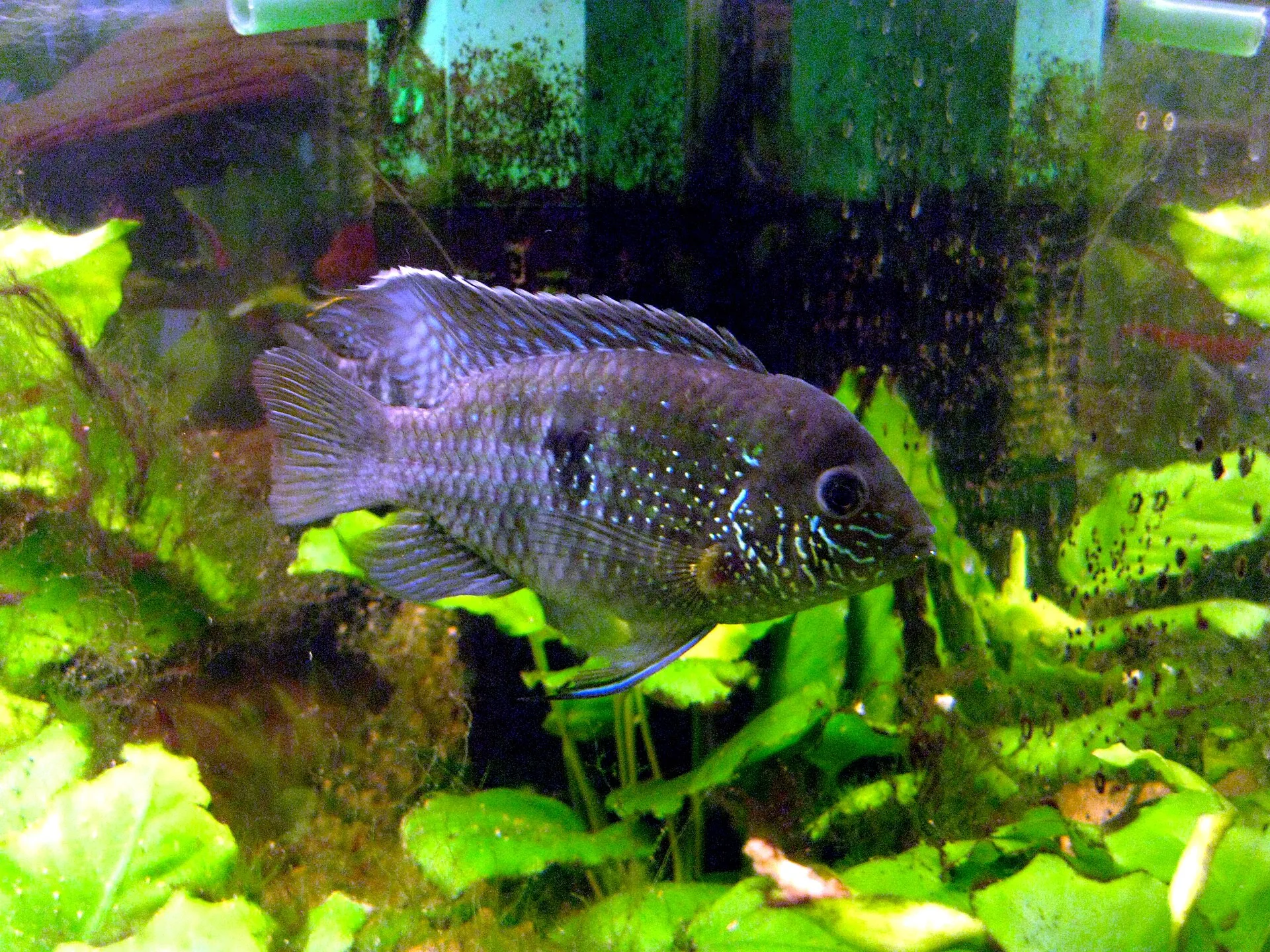 Electric Blue Acara in aquarium
