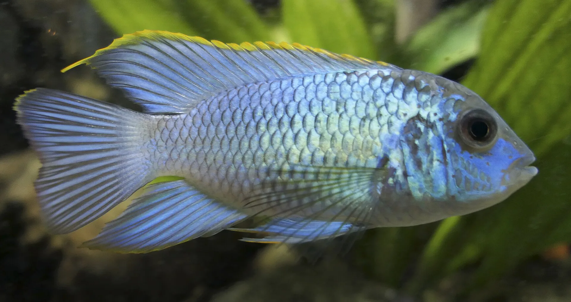 Close view of Electric Blue Acara (Andinoacara pulcher)