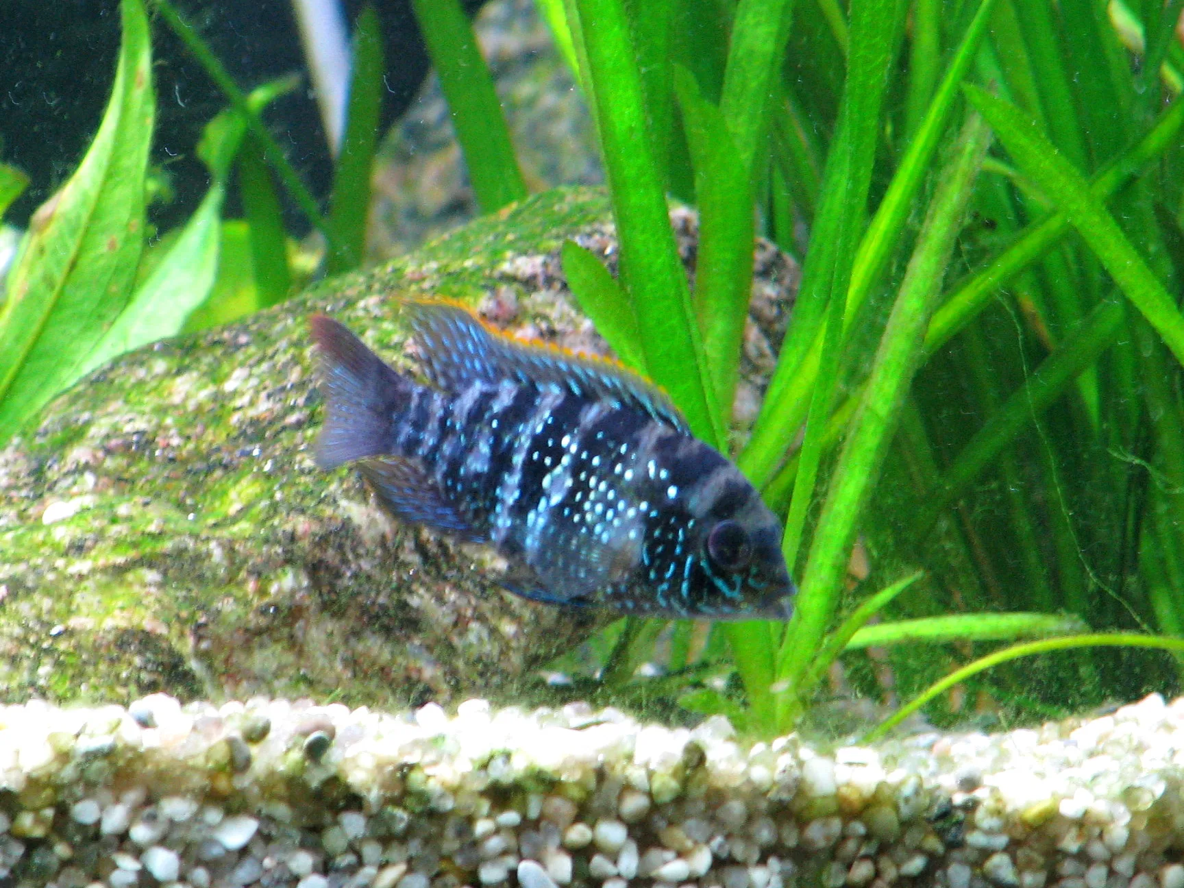 Electric Blue Acara (Andinoacara pulcher)