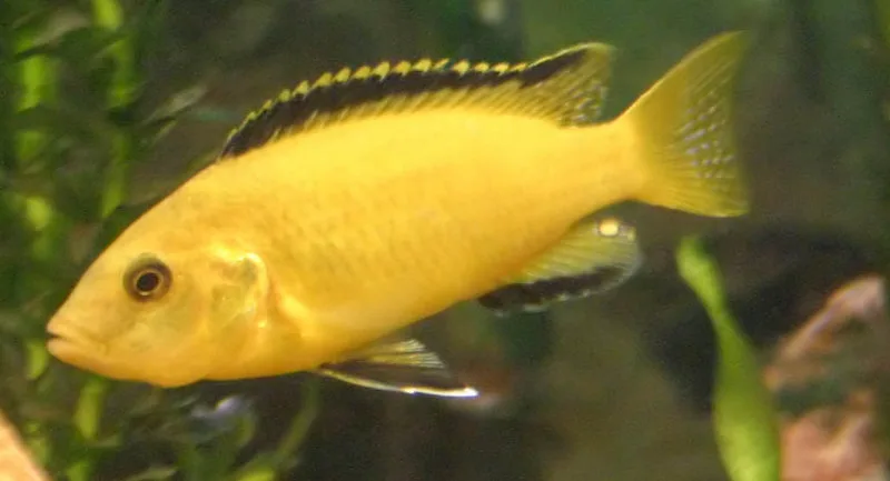 Electric Yellow Lab (Labidochromis caeruleus)