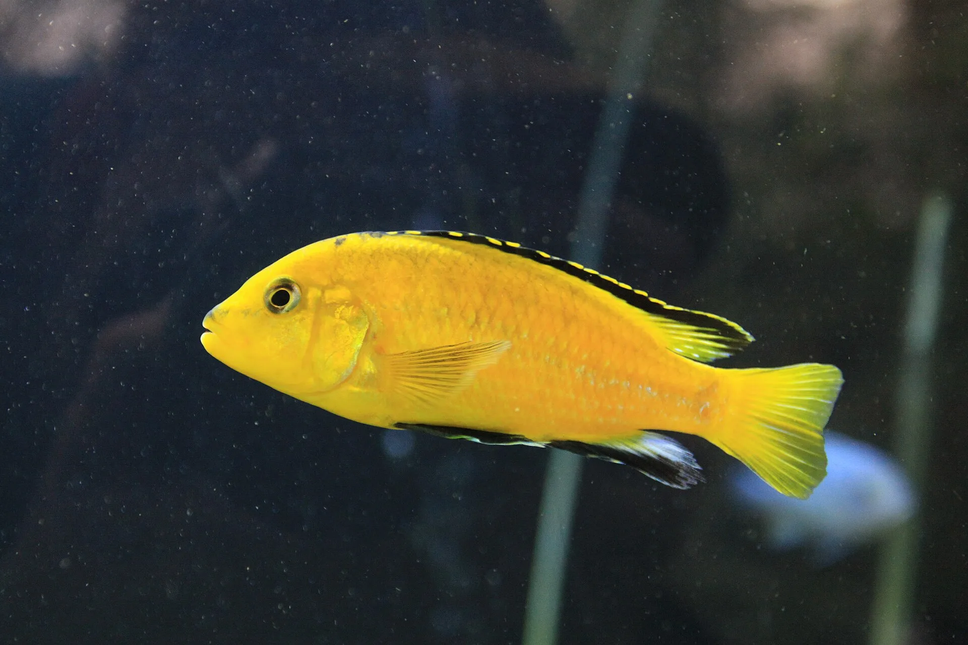 Electric Yellow Lab in a freshwater aquarium