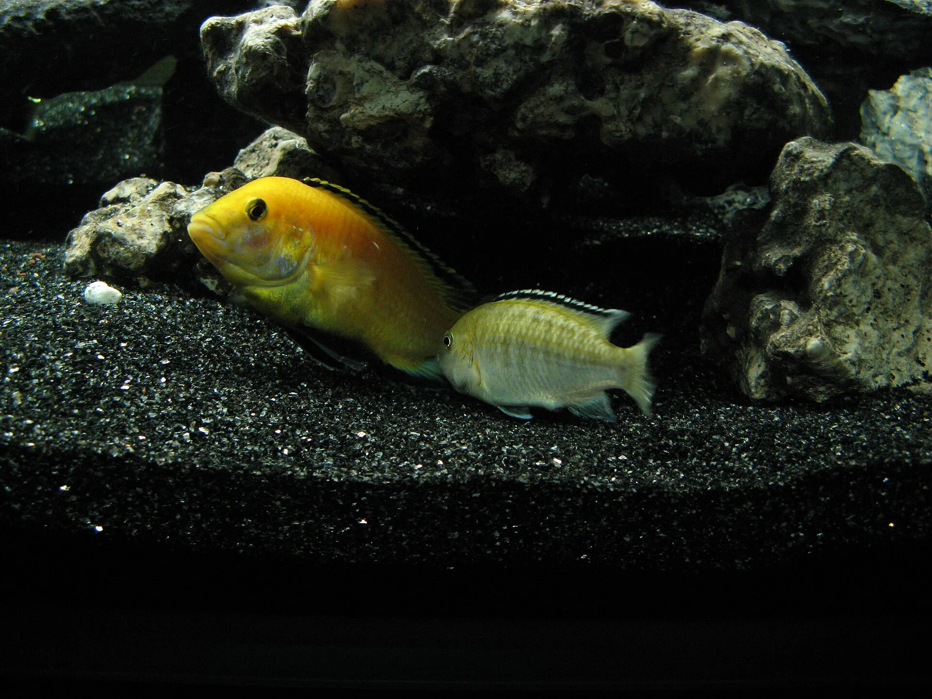 Close view of Electric Yellow Lab (Labidochromis caeruleus)