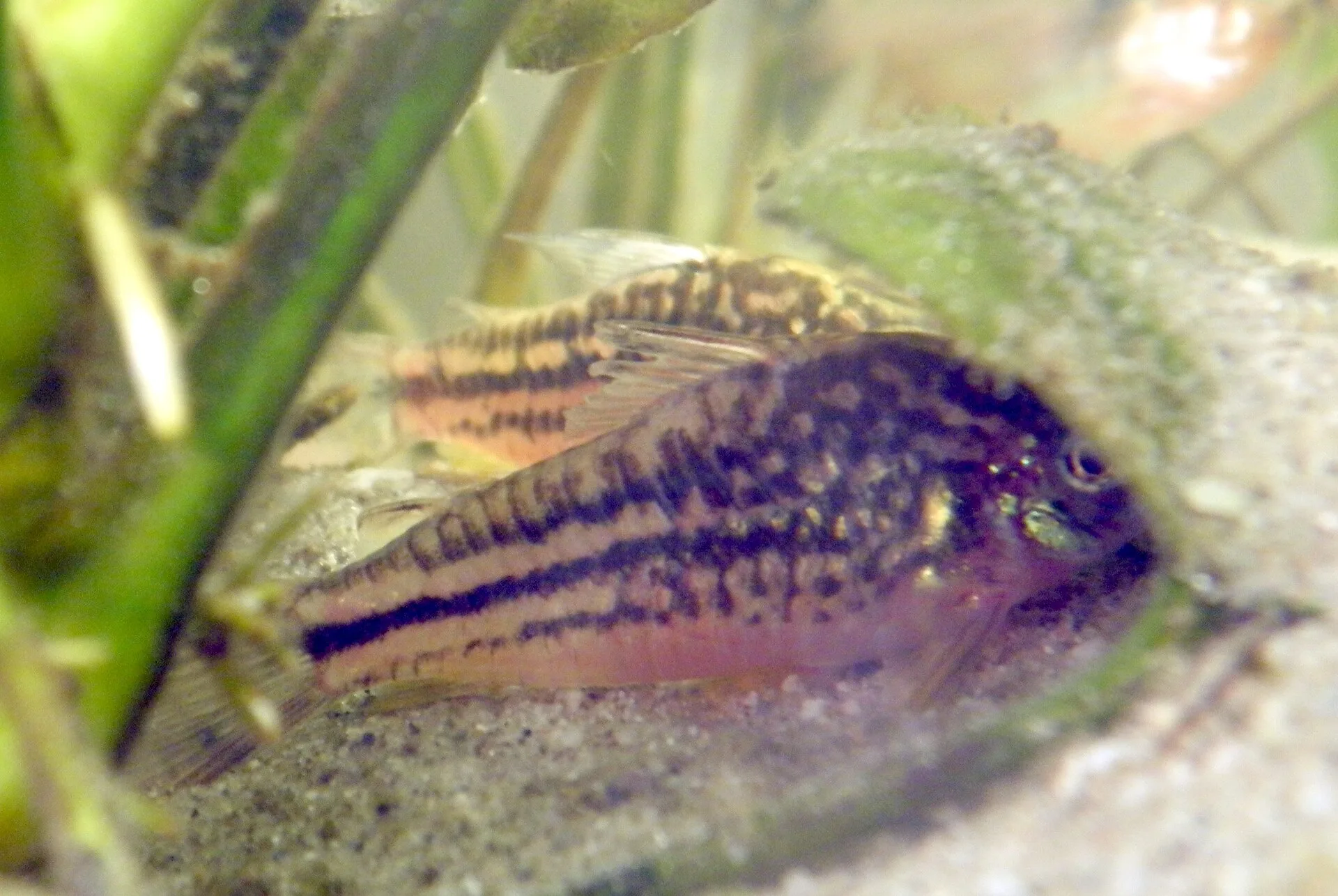 Elegant Corydoras aquarium photo